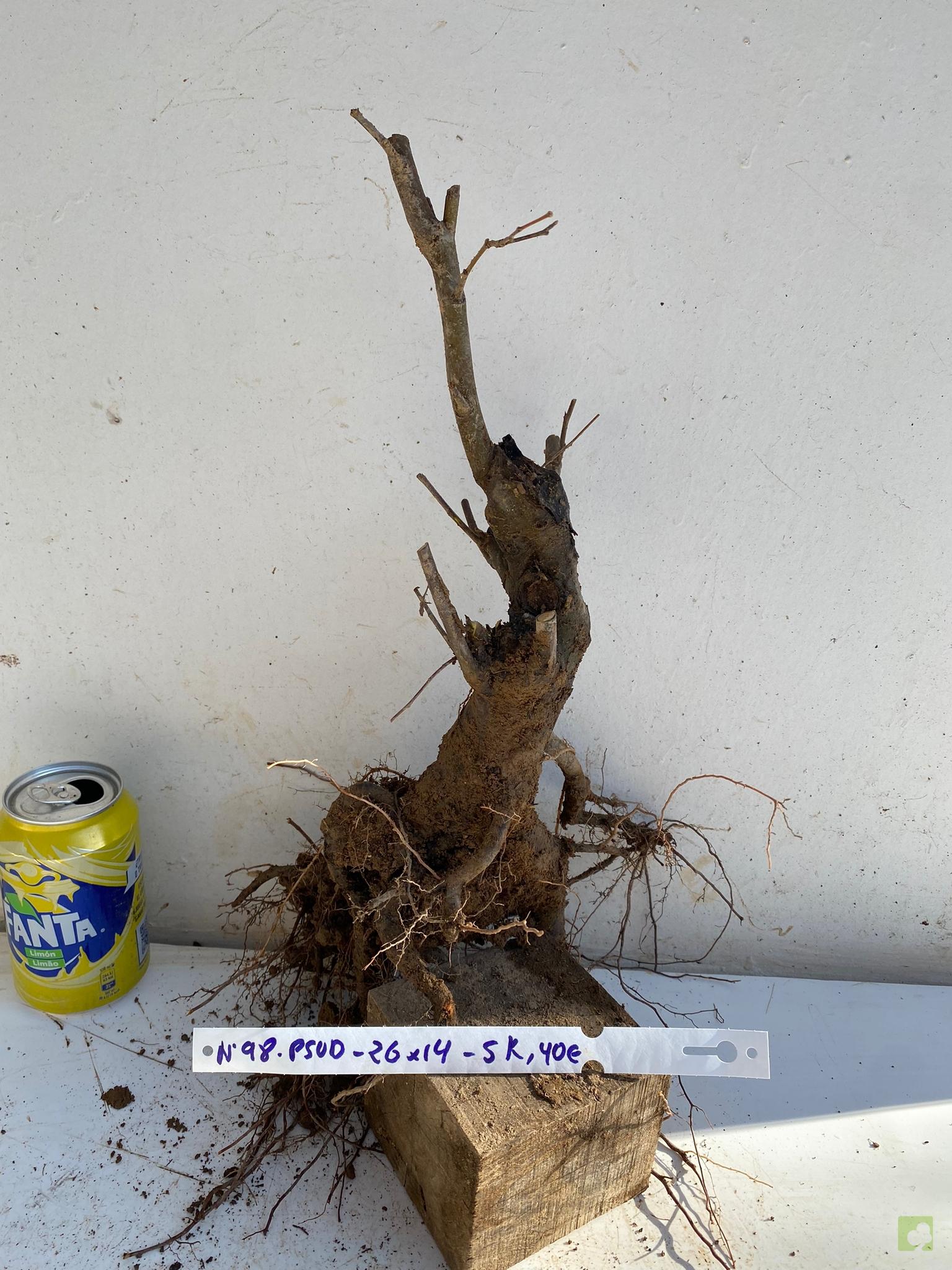 PSEUDOCYDONIA 98 (1)