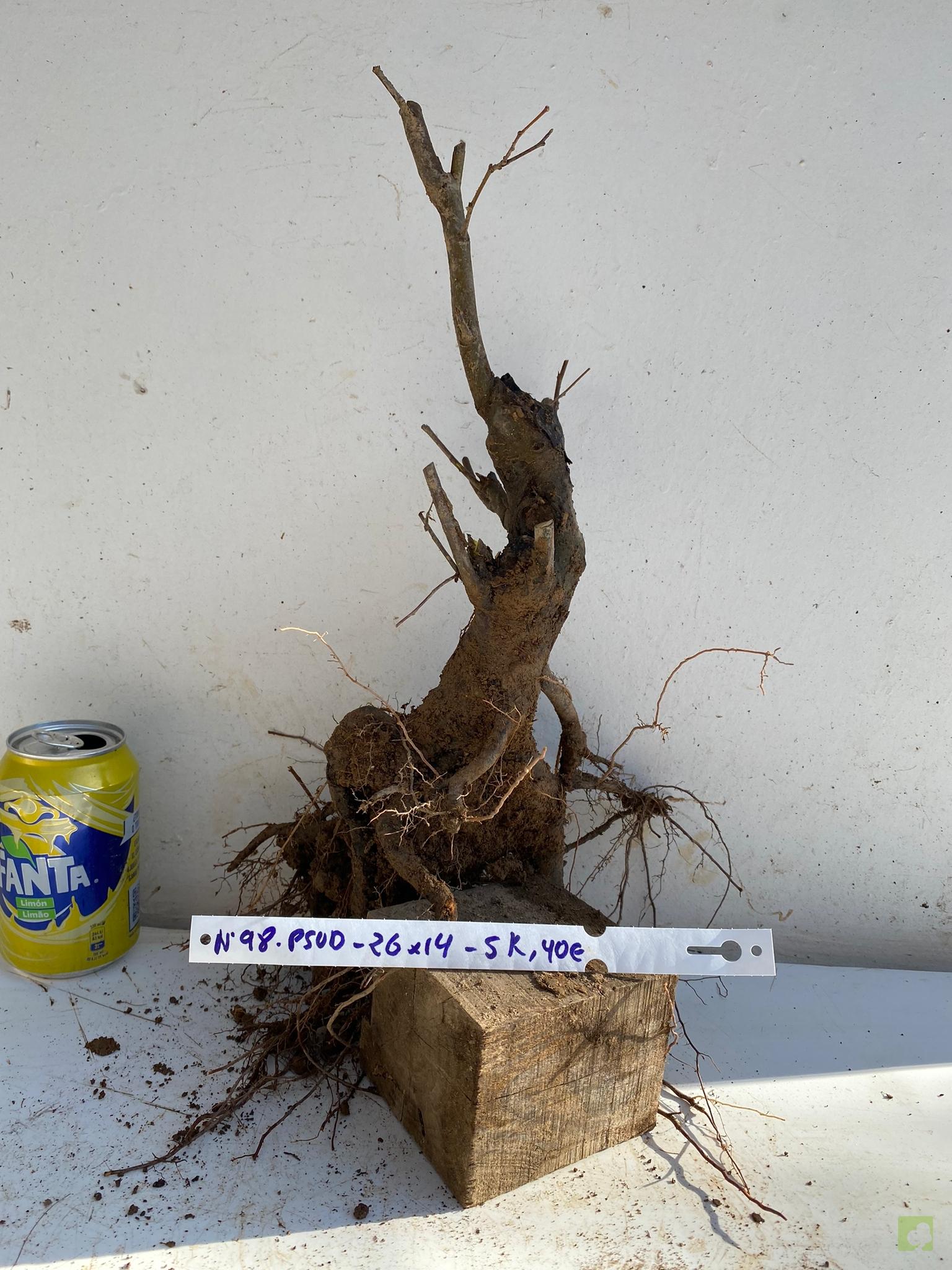 PSEUDOCYDONIA 98 (2)