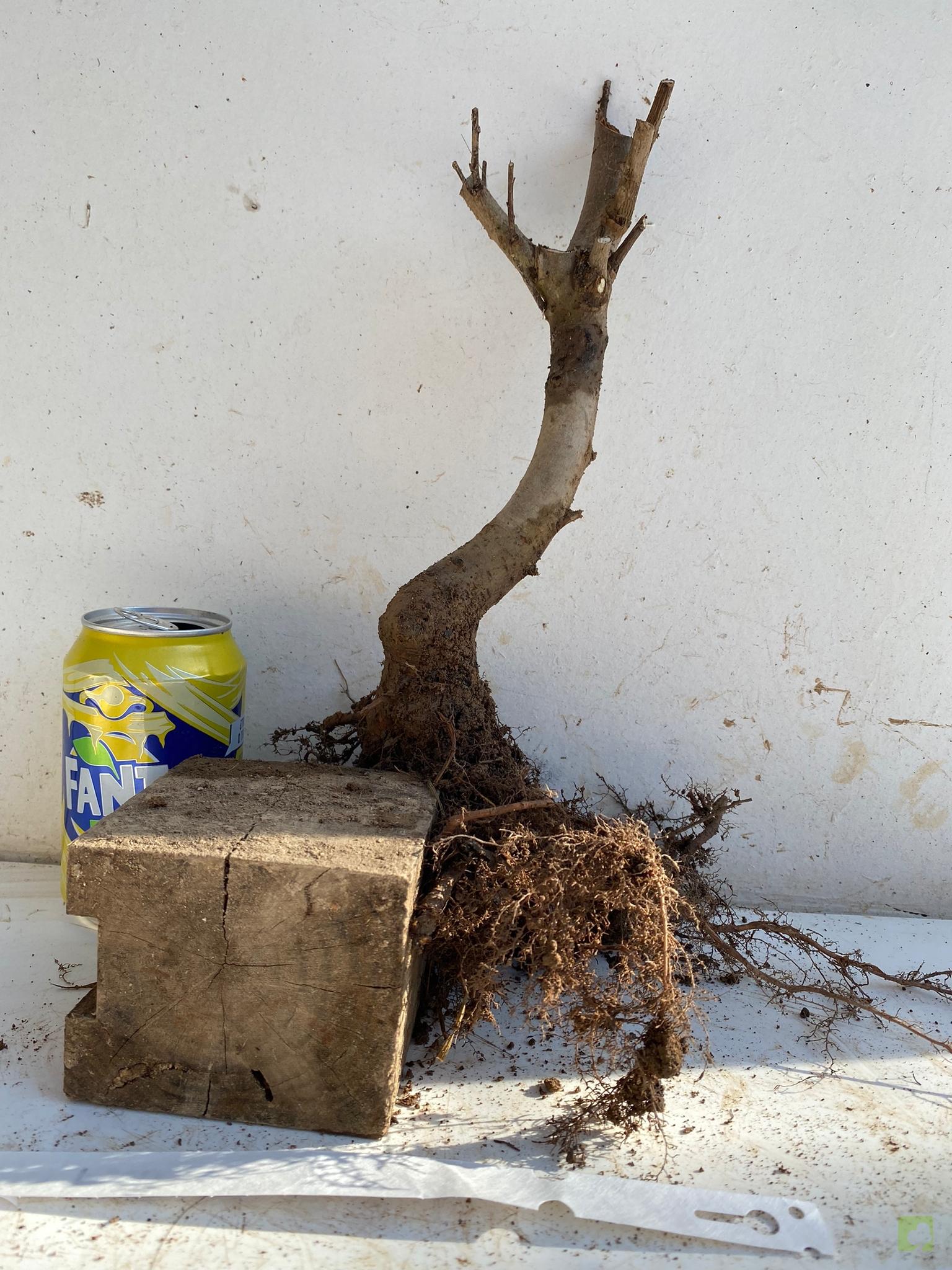 PSEUDOCYDONIA 99 (1)