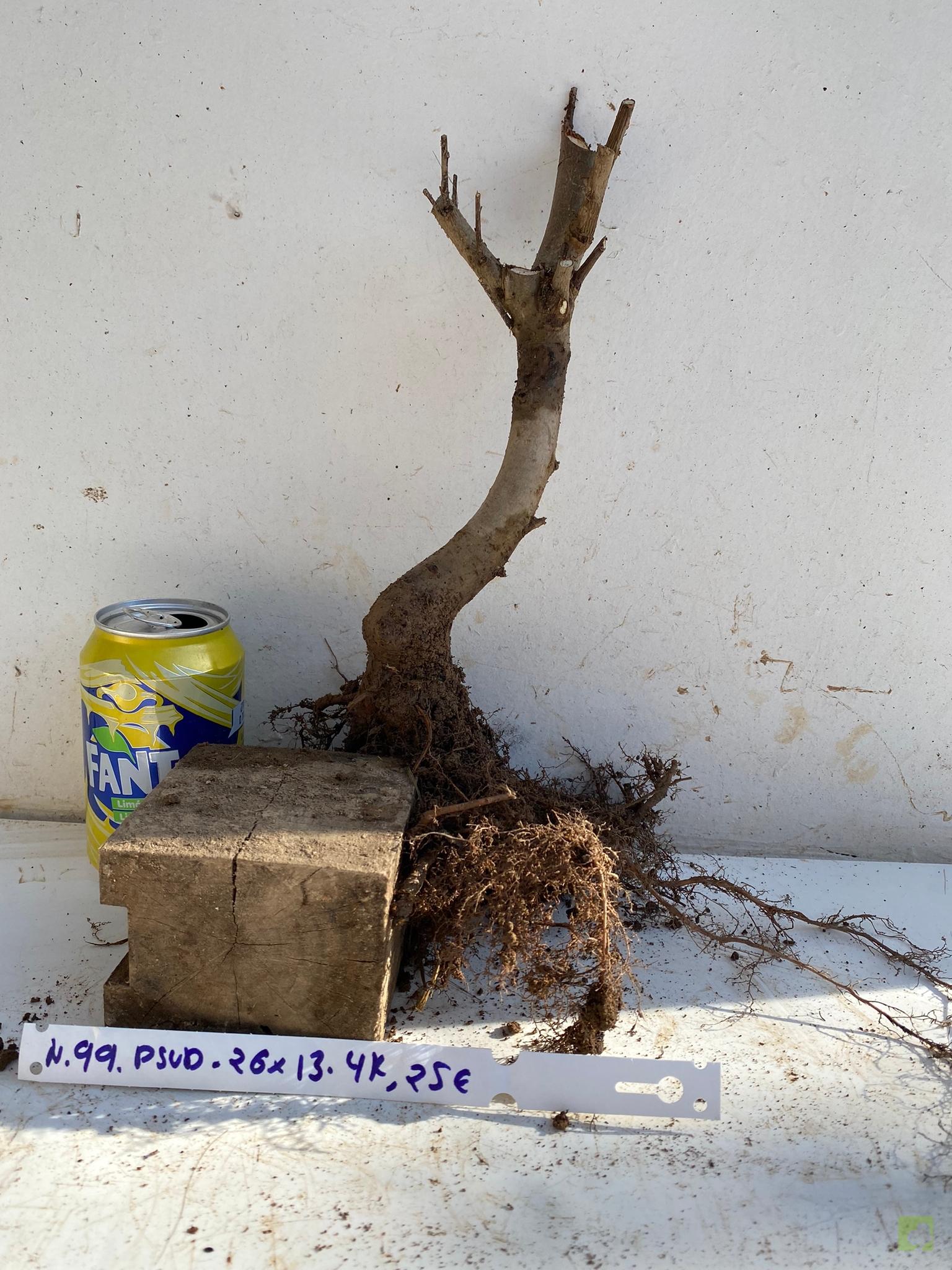 PSEUDOCYDONIA 99 (2)