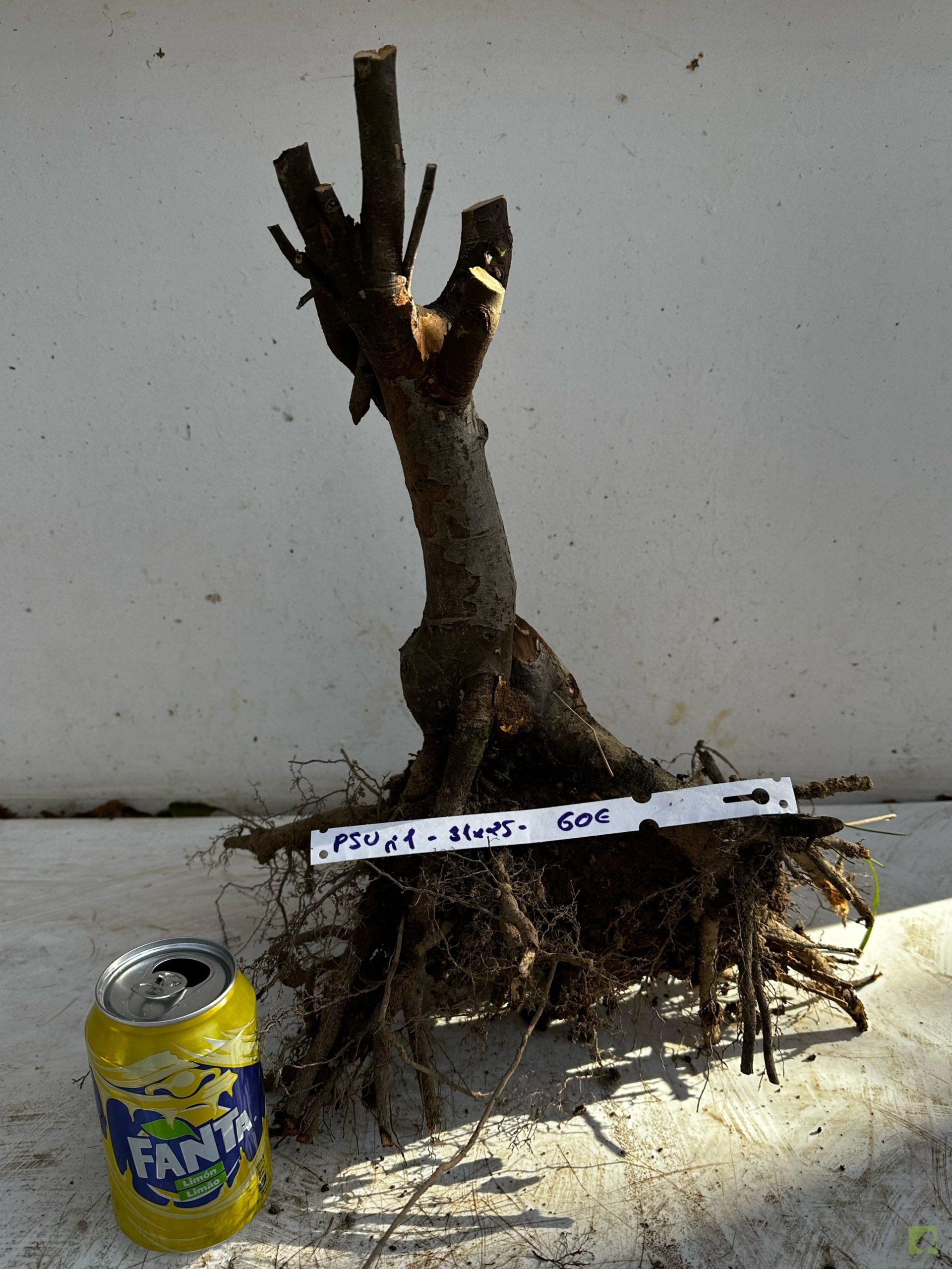 Processed with MOLDIV