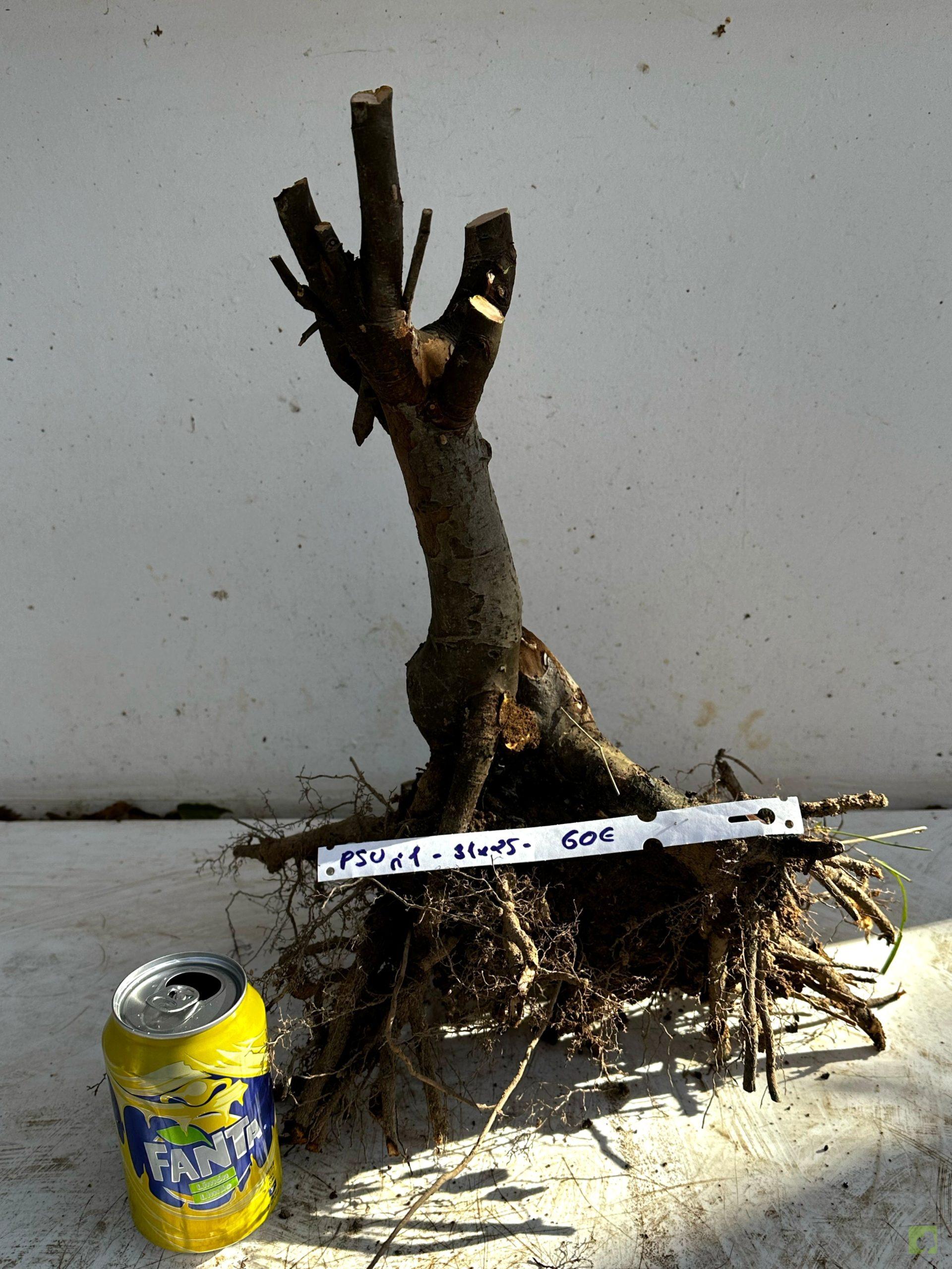 Processed with MOLDIV