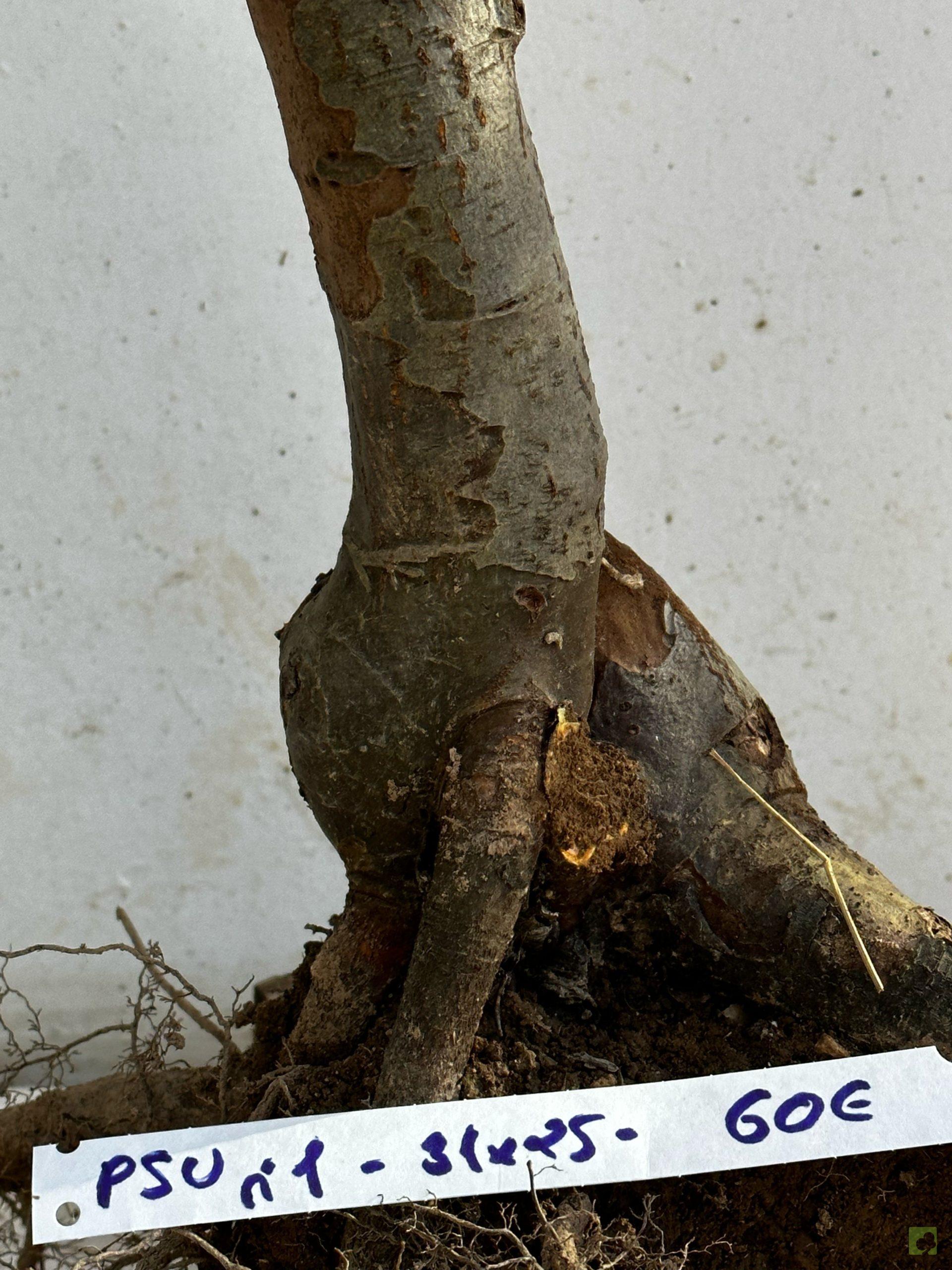 Processed with MOLDIV