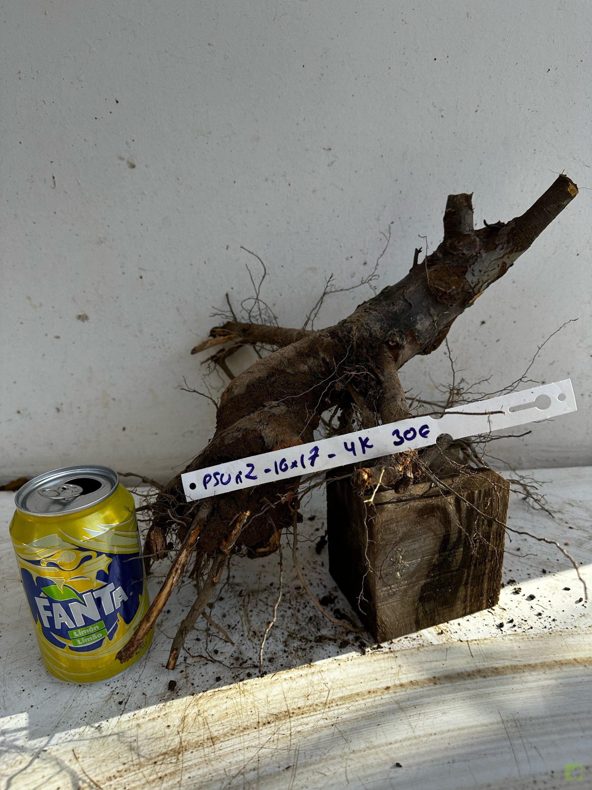 Processed with MOLDIV