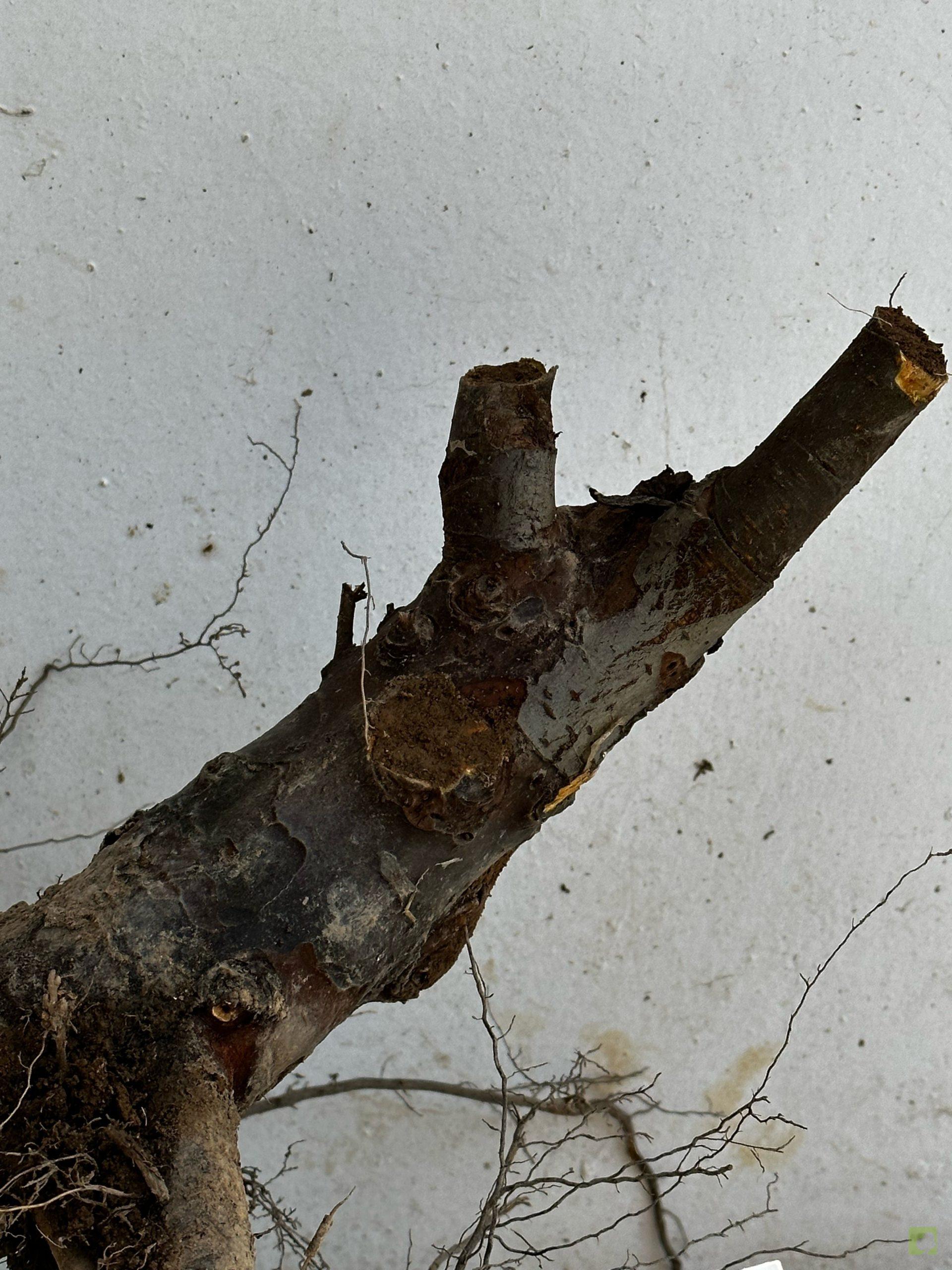 Processed with MOLDIV