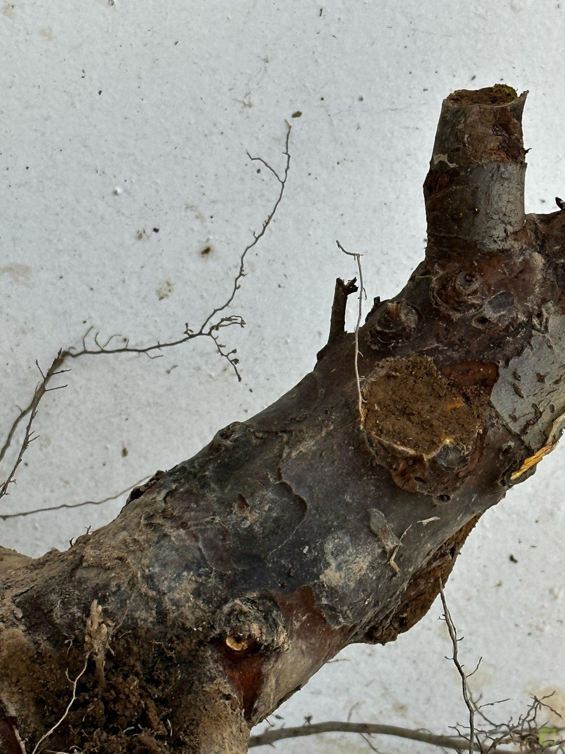 Processed with MOLDIV