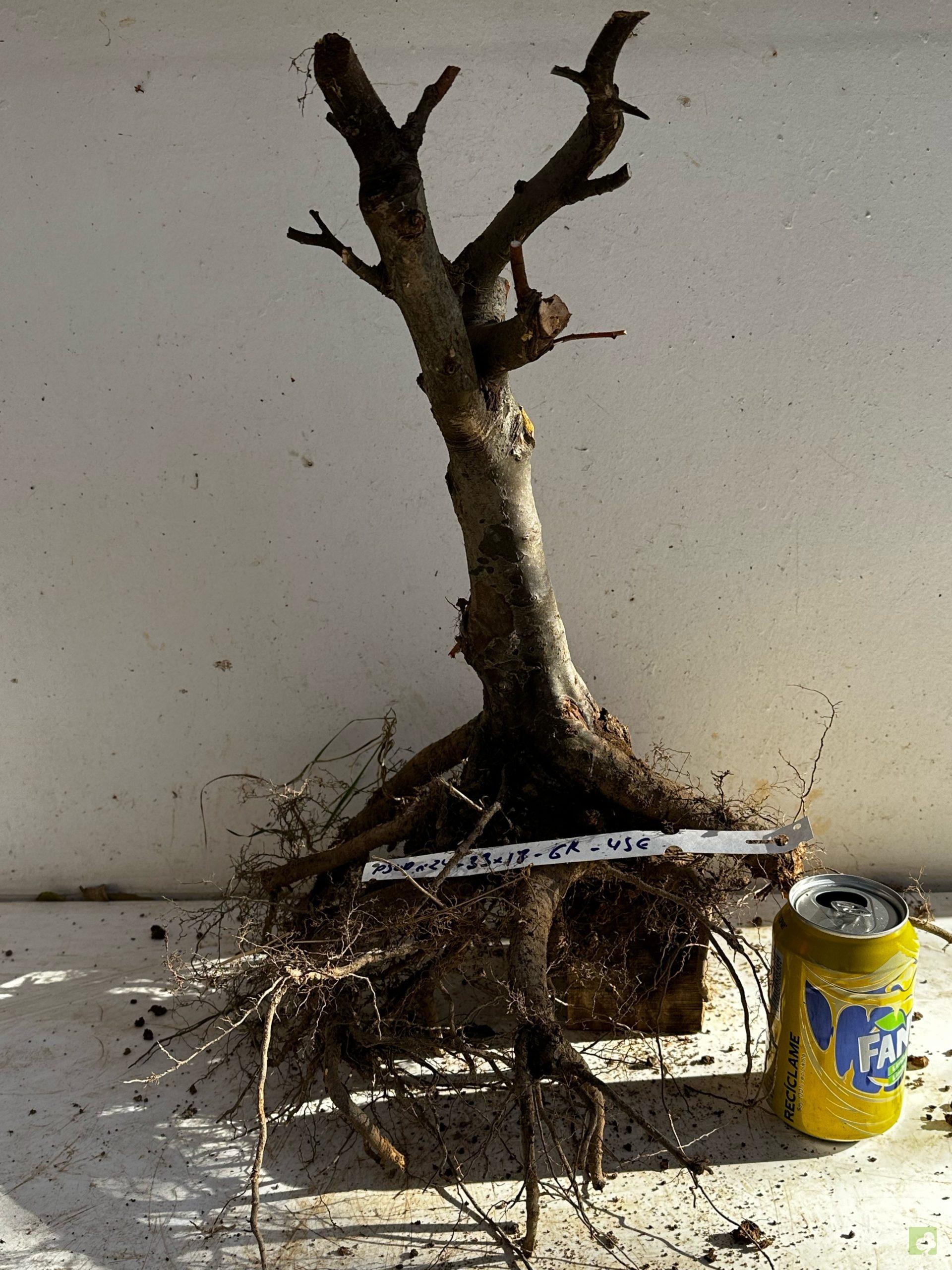 Processed with MOLDIV