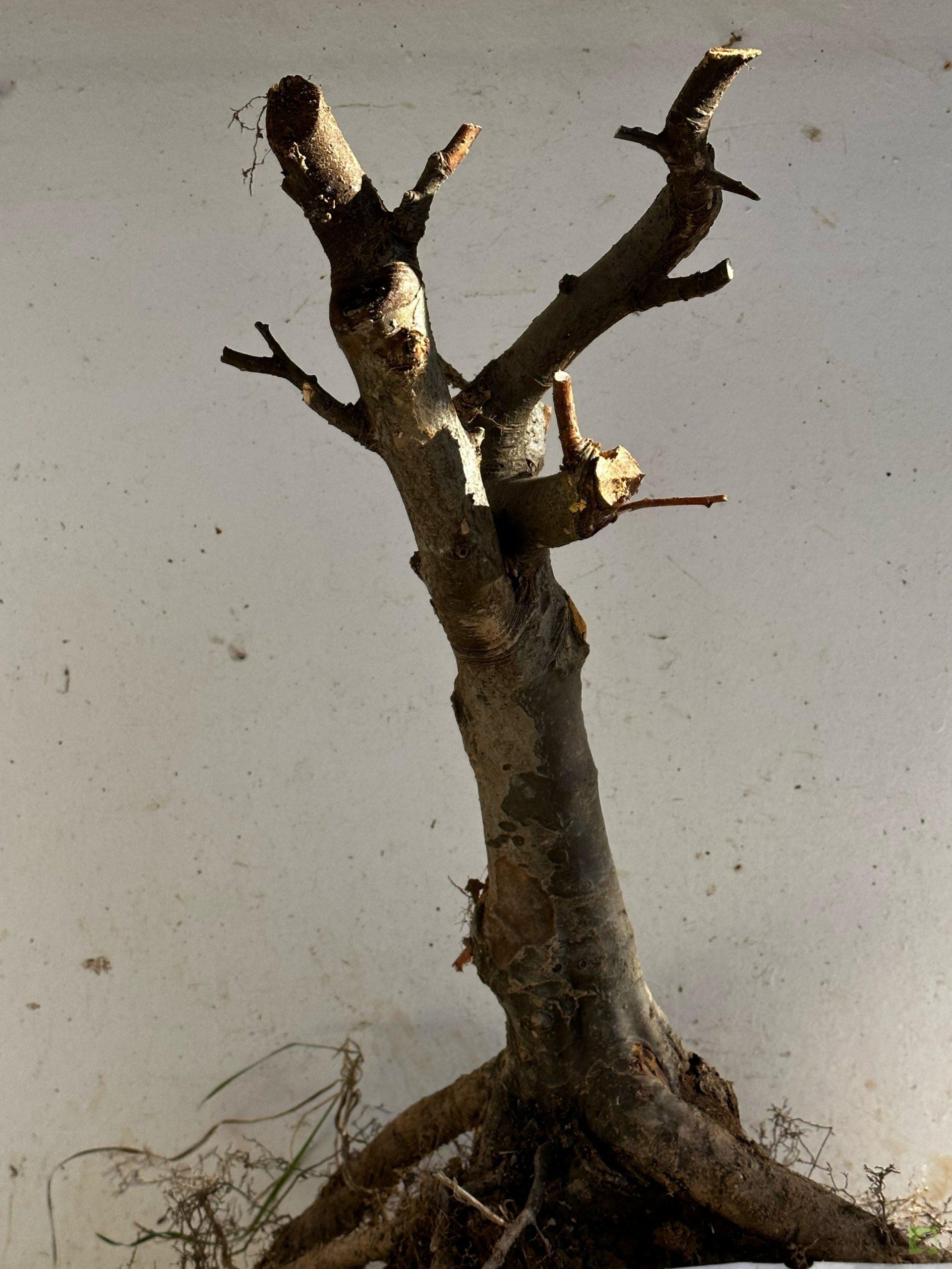 Processed with MOLDIV