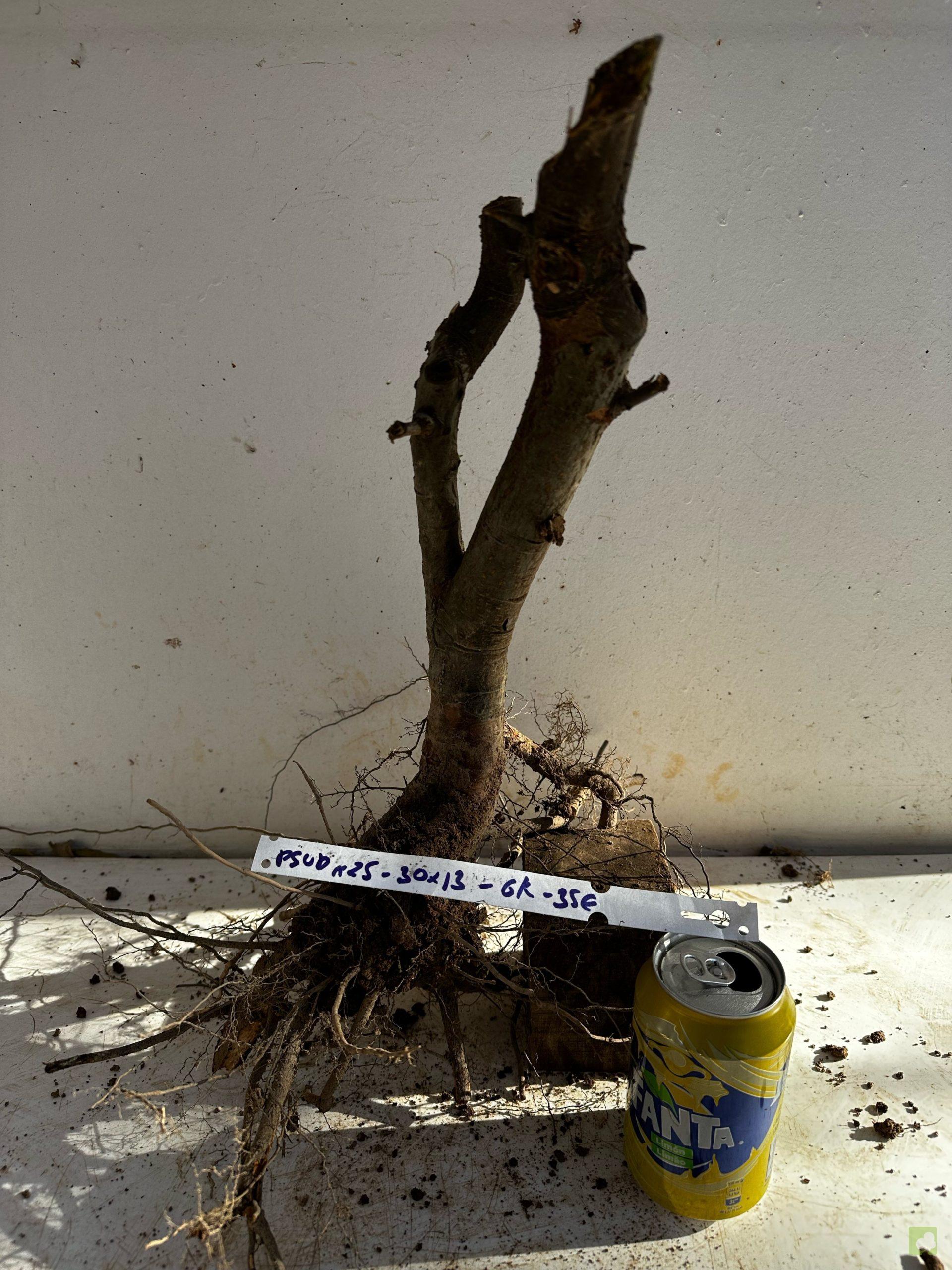 Processed with MOLDIV