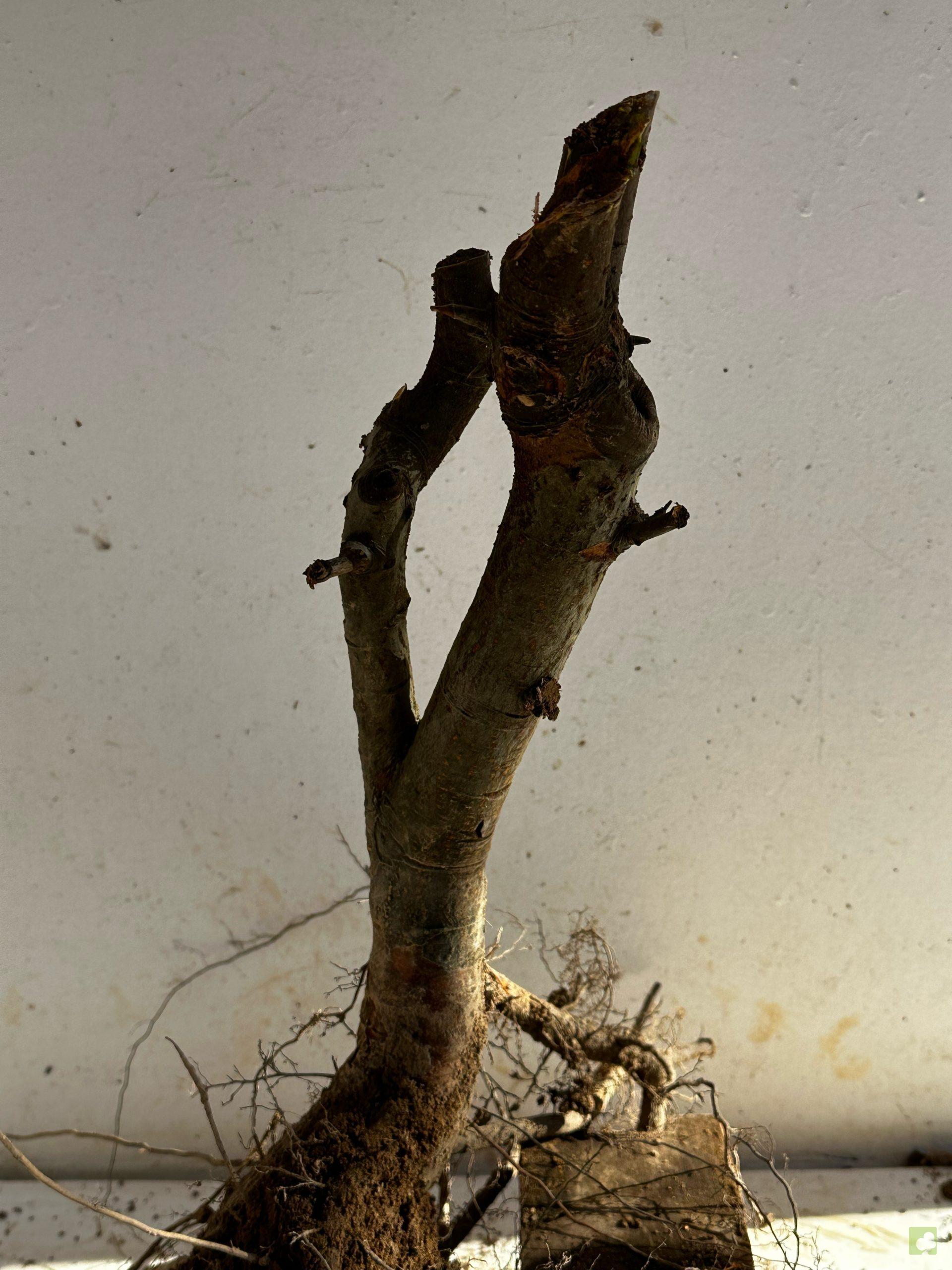 Processed with MOLDIV