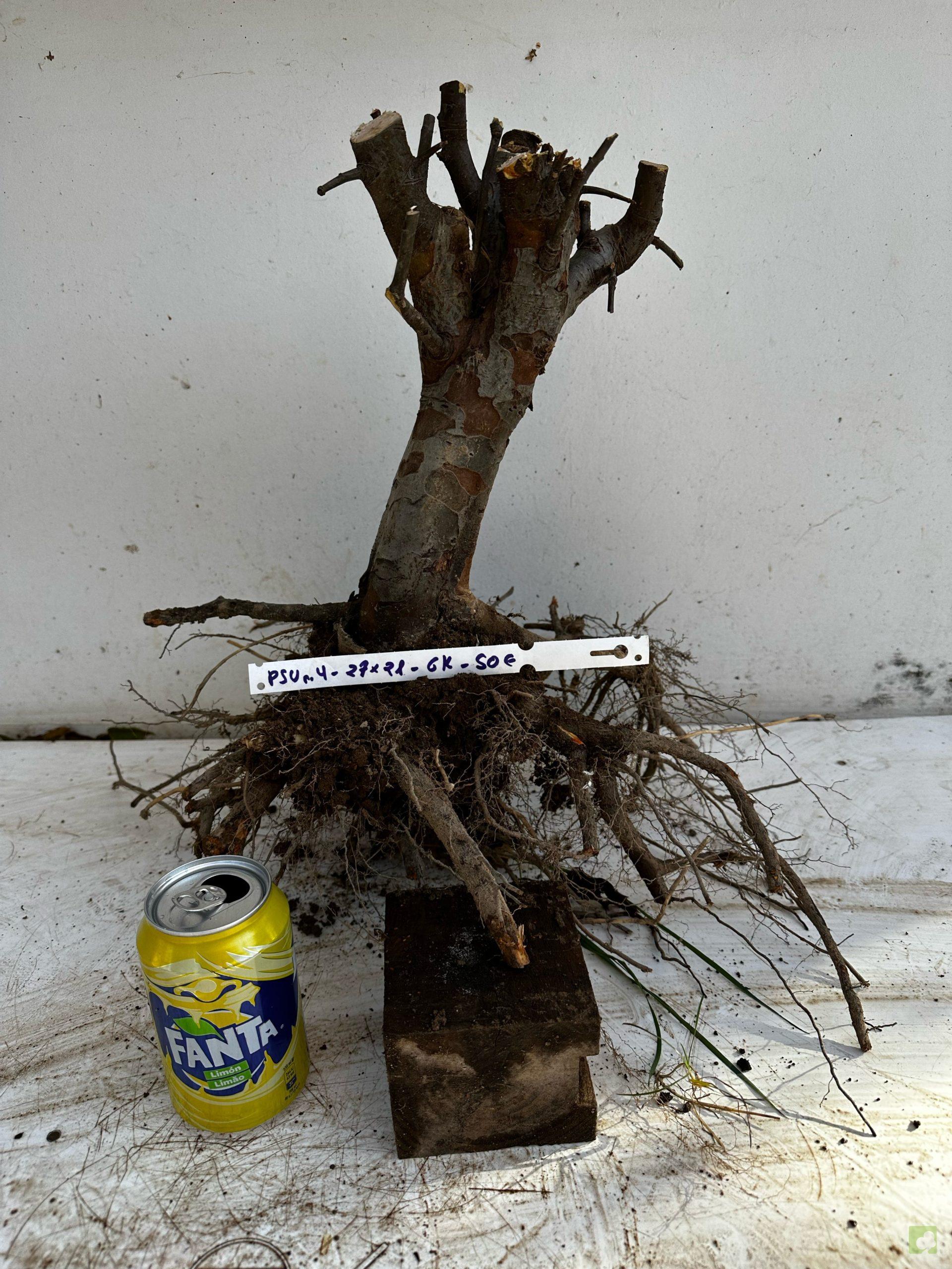 Processed with MOLDIV