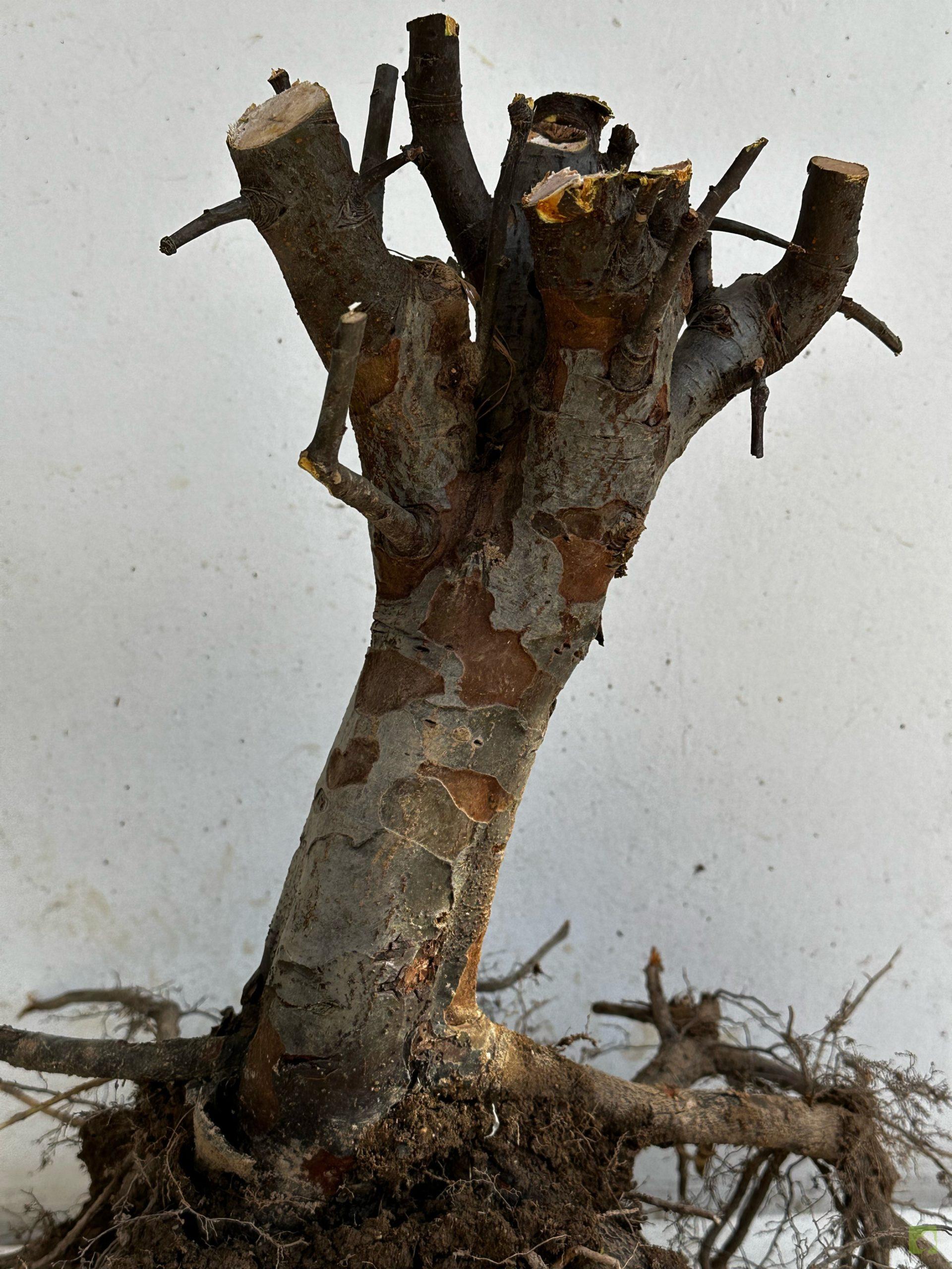 Processed with MOLDIV