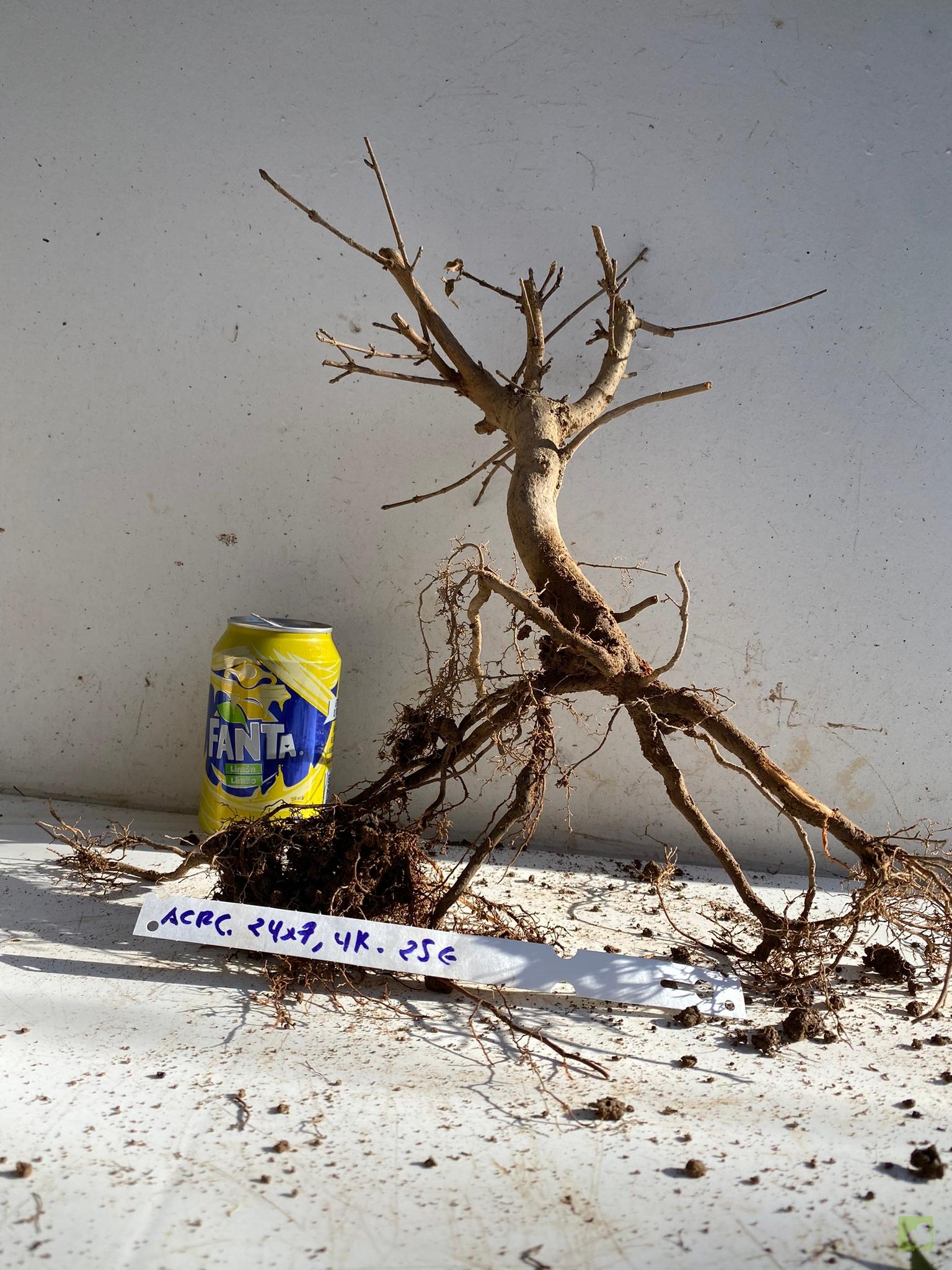 acer campestre 113 (1)