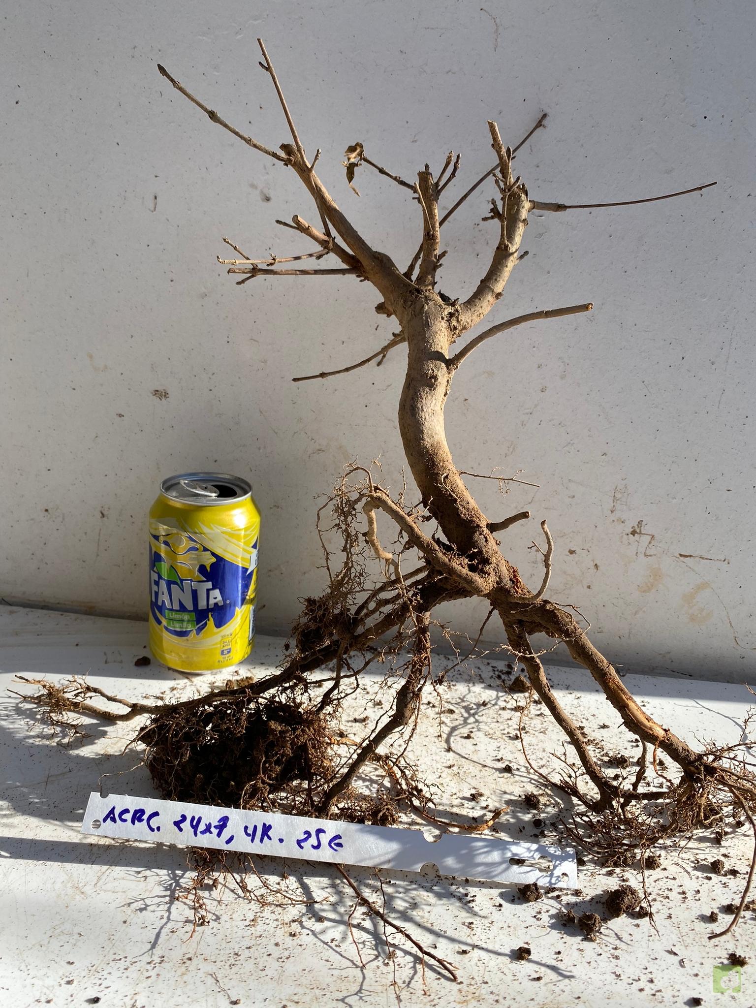 acer campestre 113 (2)