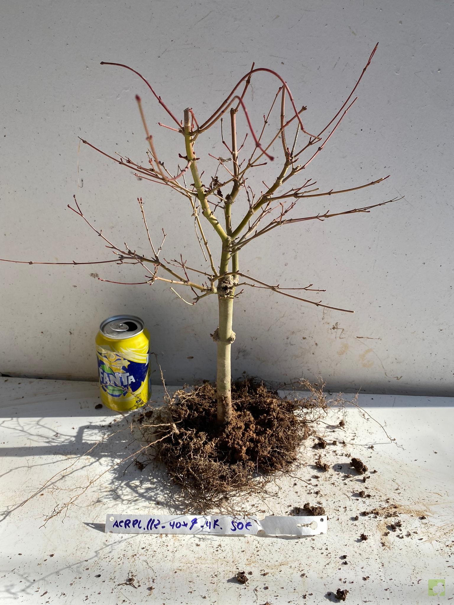 acer palmatum 112 (1)