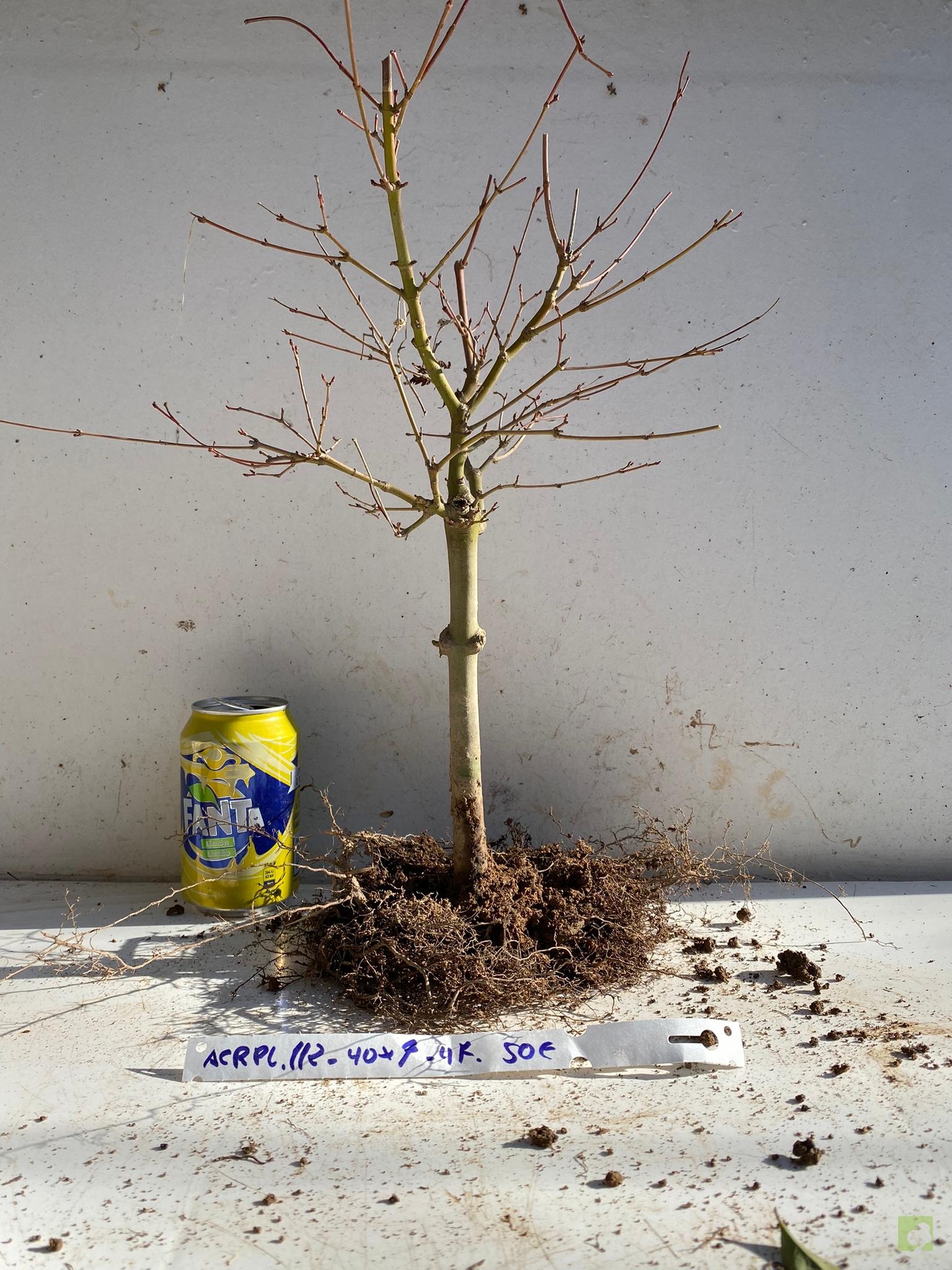 acer palmatum 112 (2)