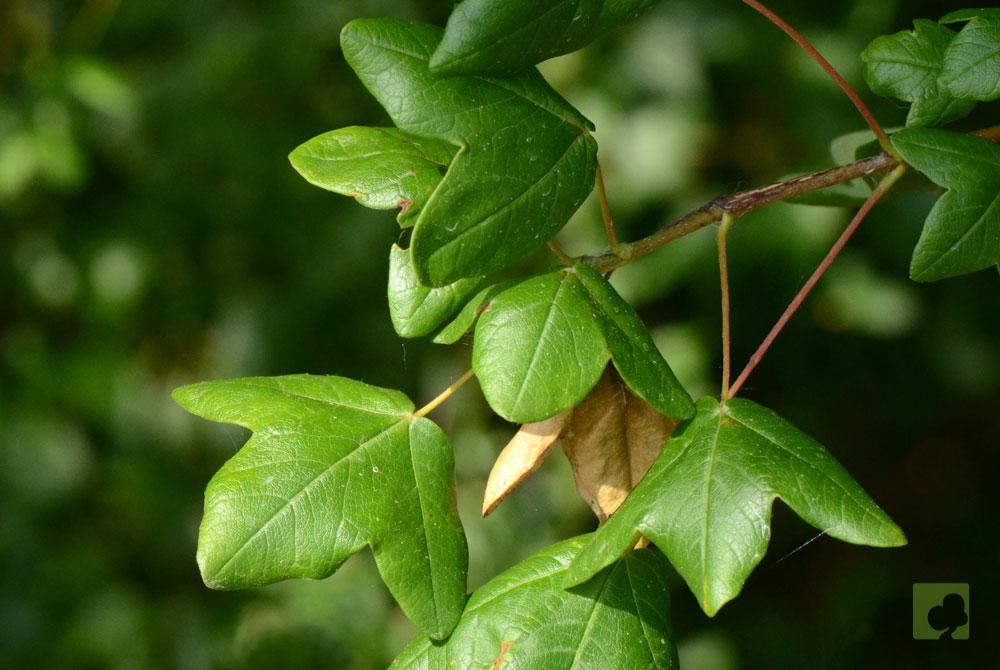 hojas-de-acer-monspessulanum