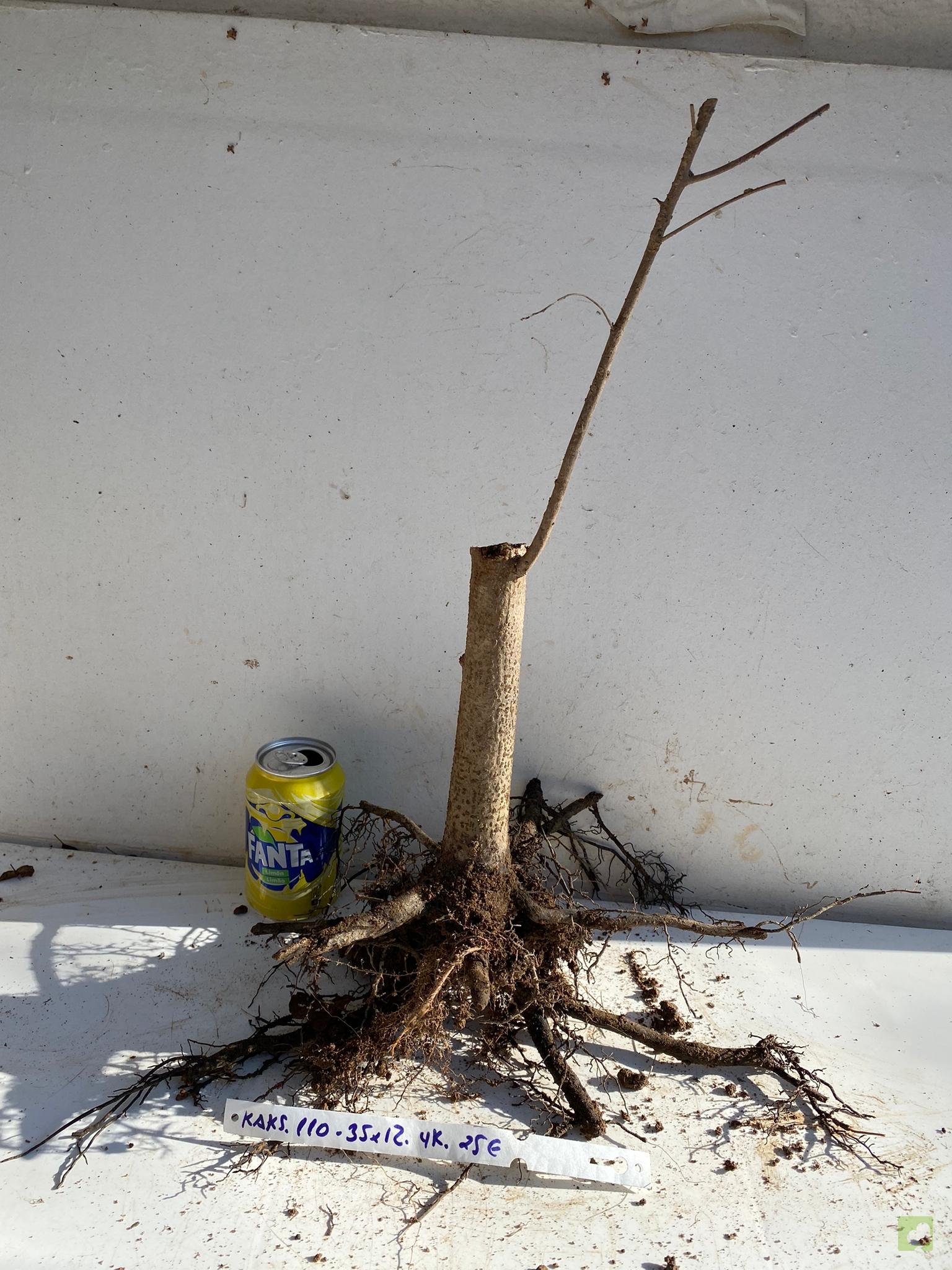 kaki sikvestre 110 (1)