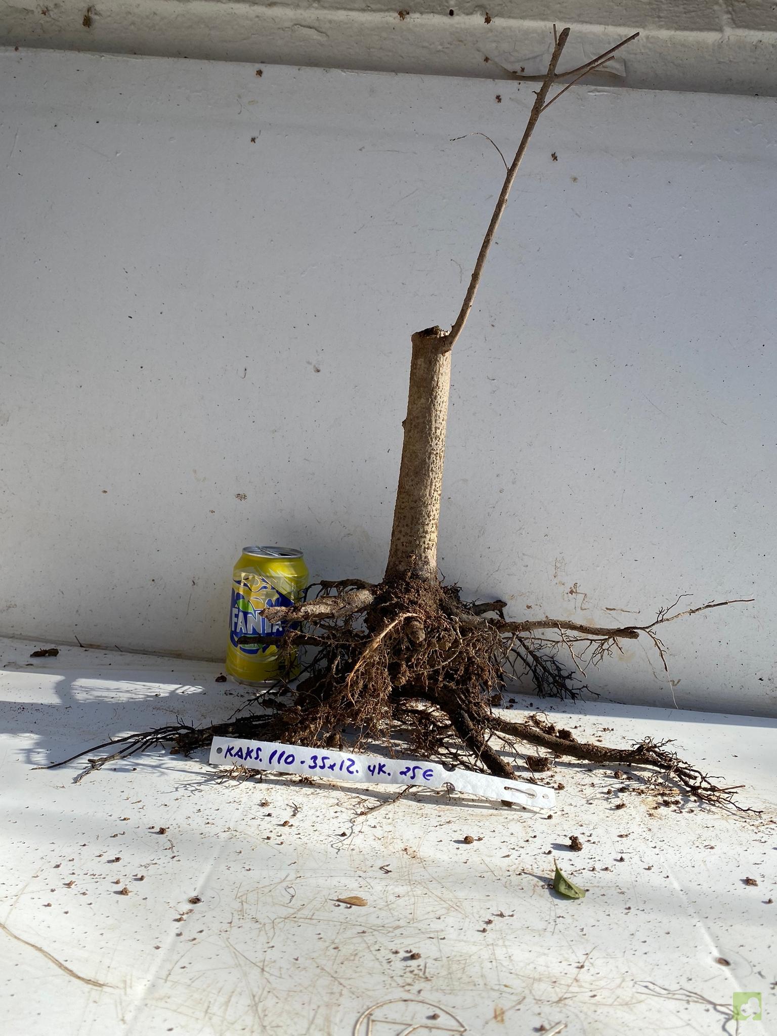 kaki sikvestre 110 (2)