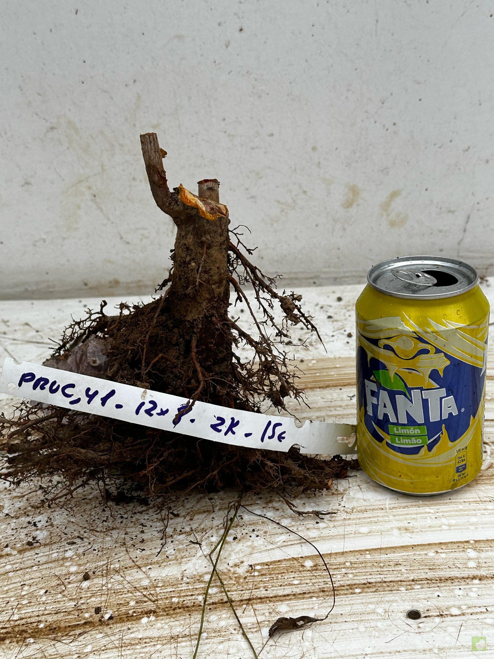 Processed with MOLDIV