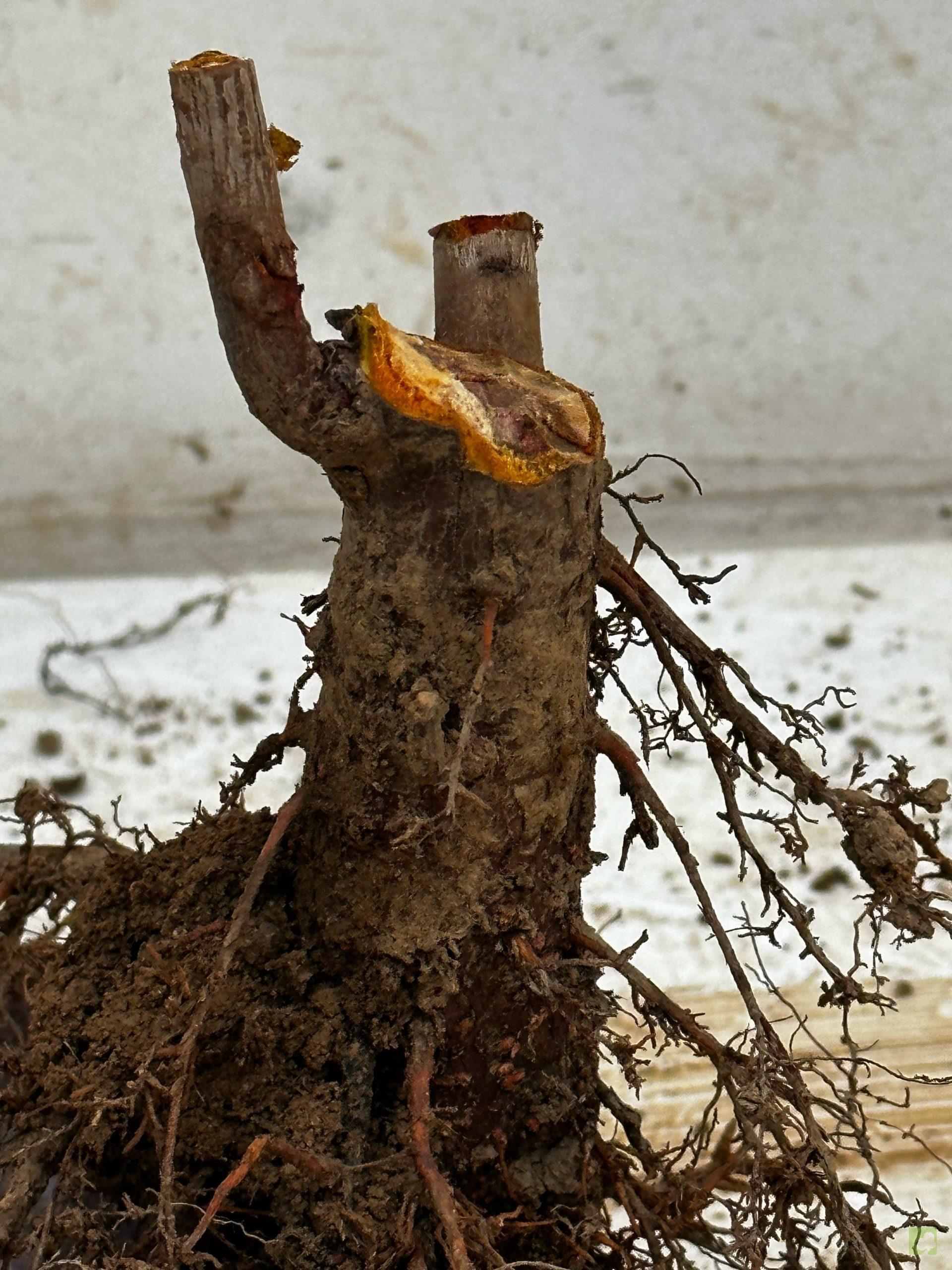 Processed with MOLDIV