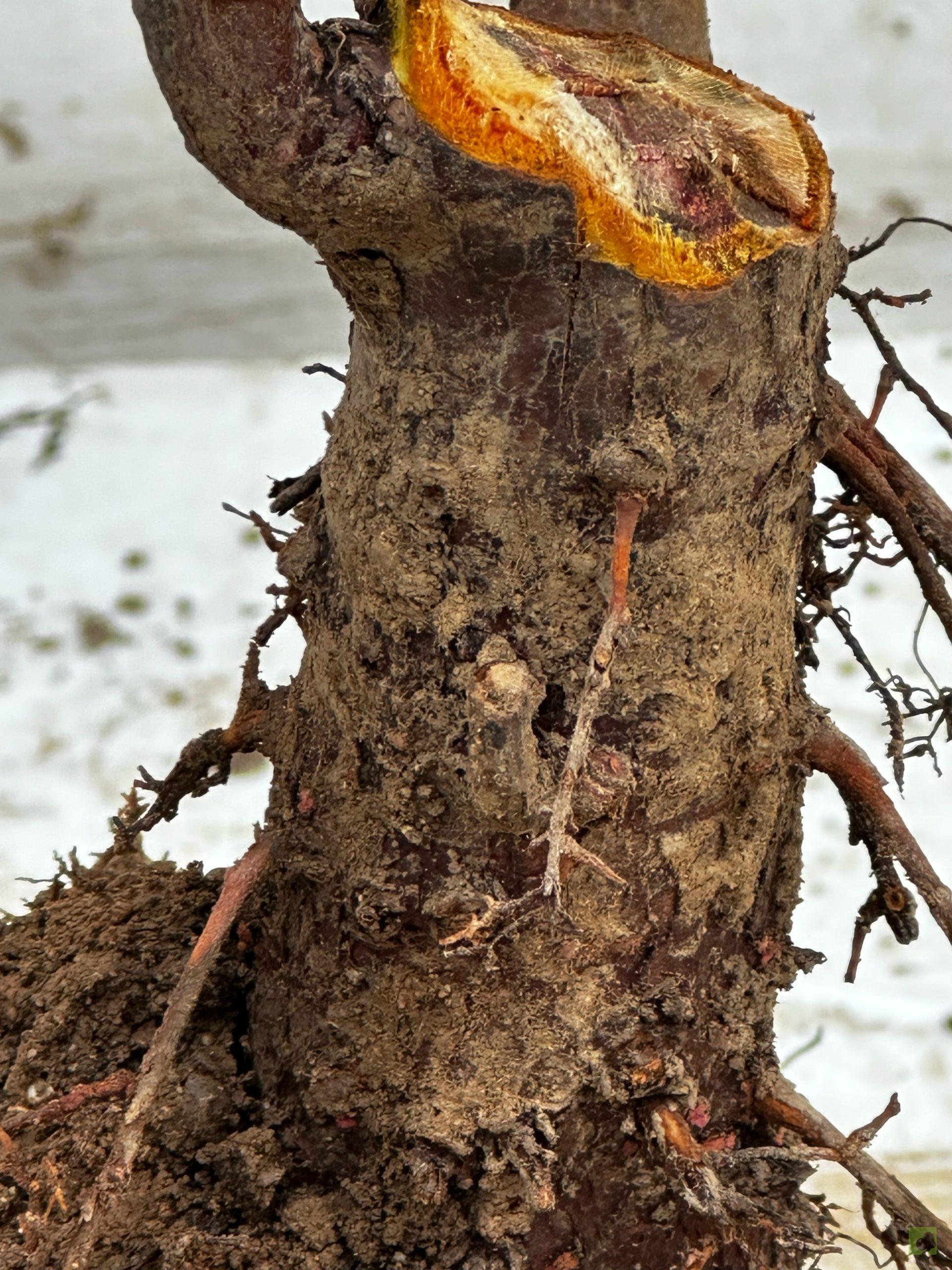 Processed with MOLDIV