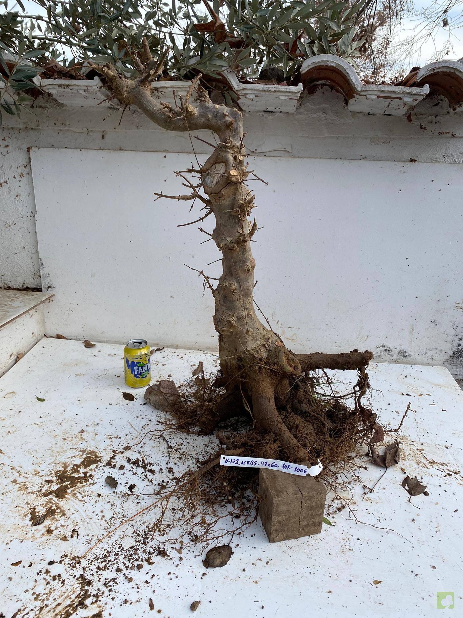 arce burgeriano123 (1)