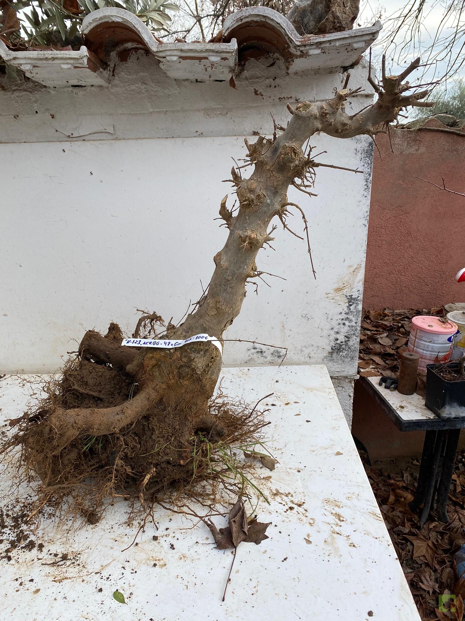 arce burgeriano123 (2)