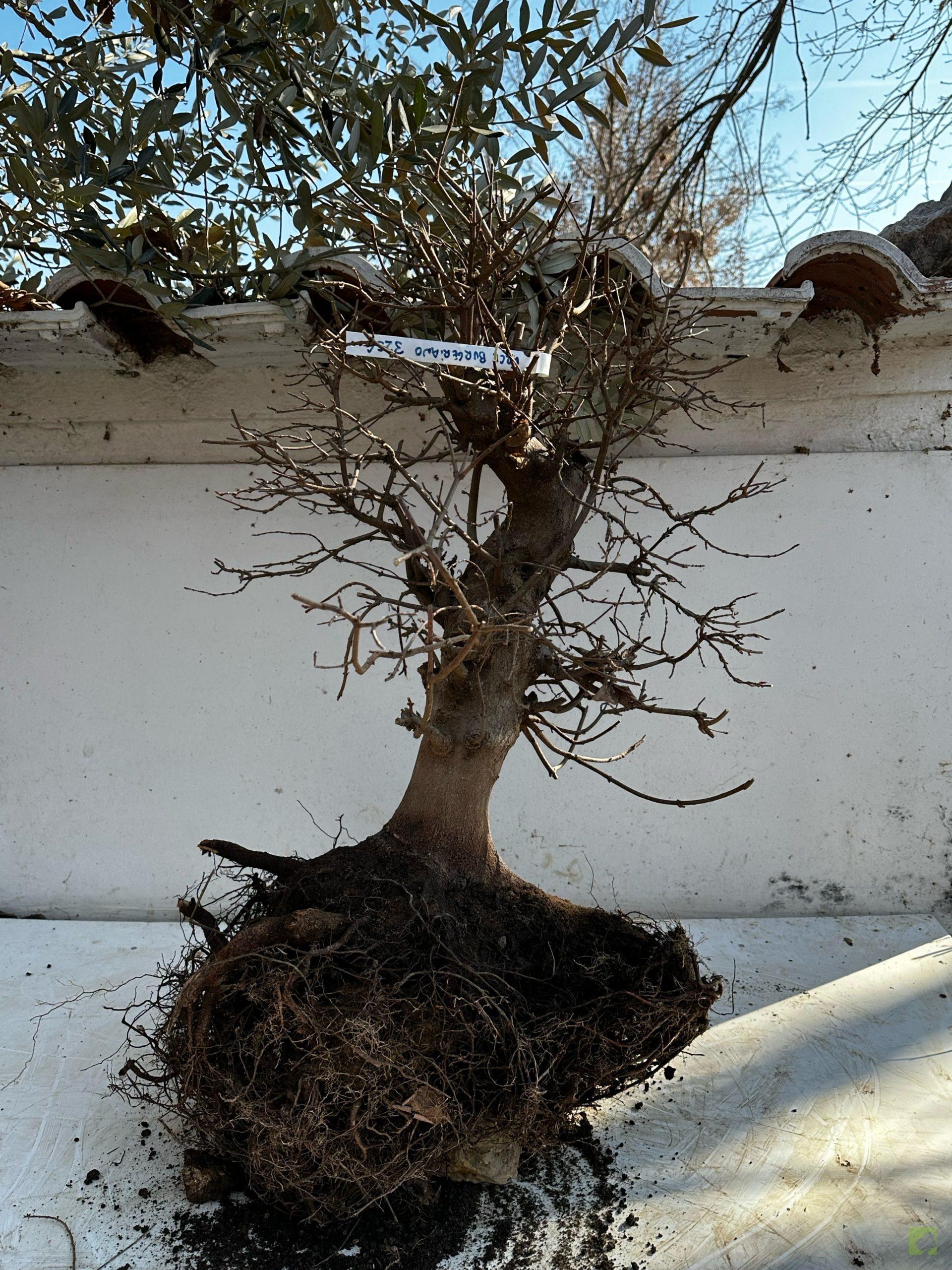 Processed with MOLDIV