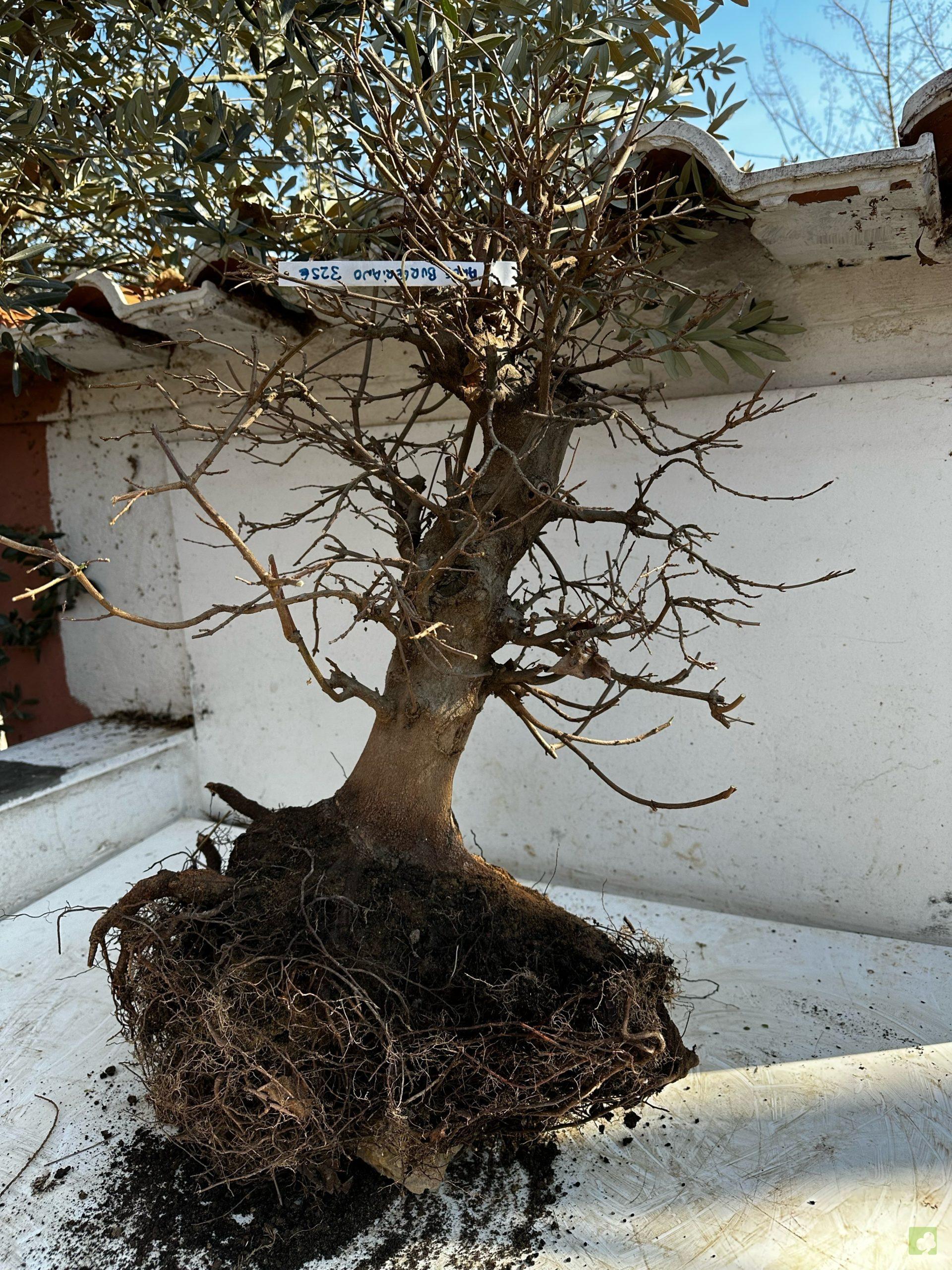 Processed with MOLDIV