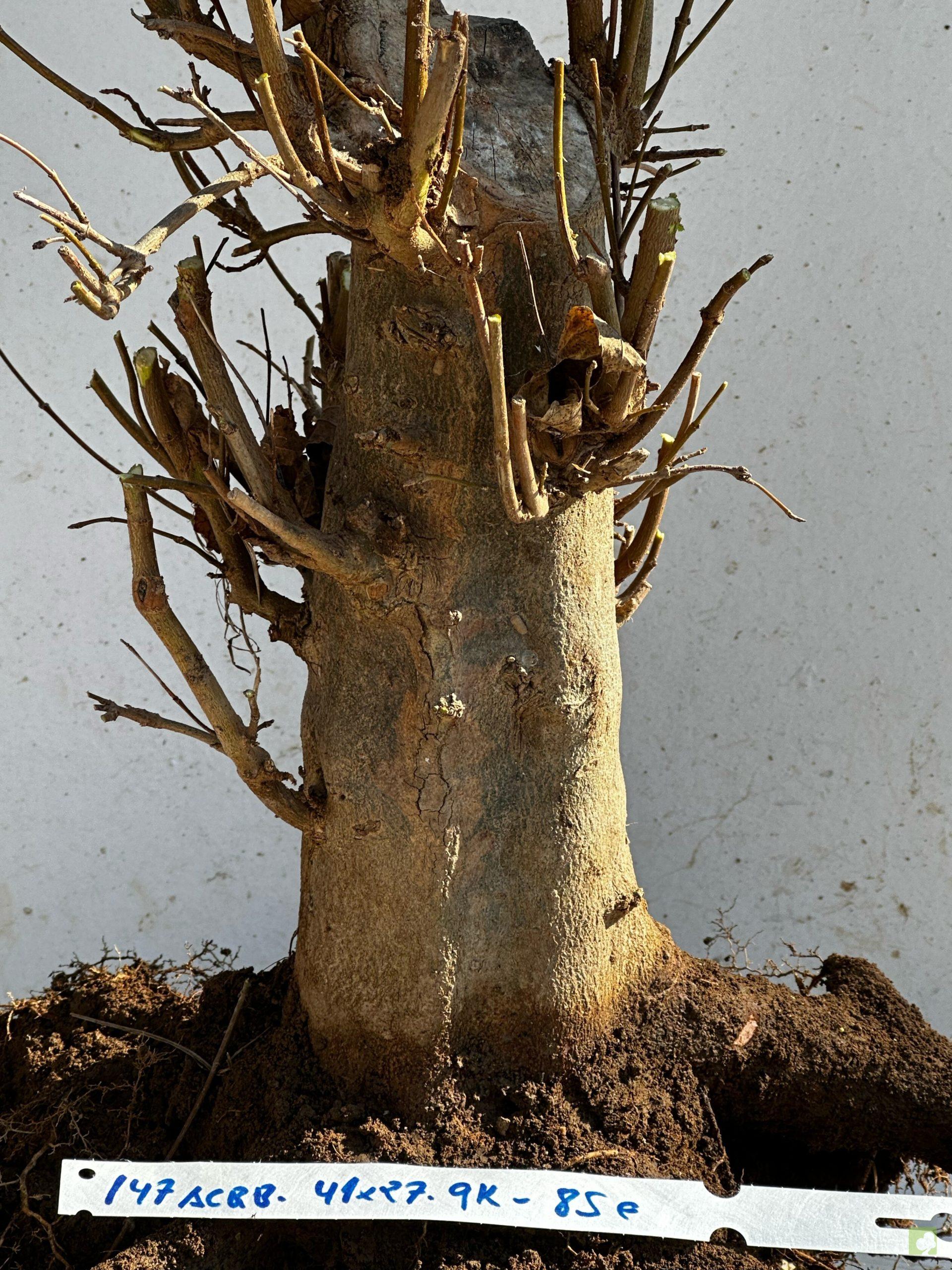 Processed with MOLDIV