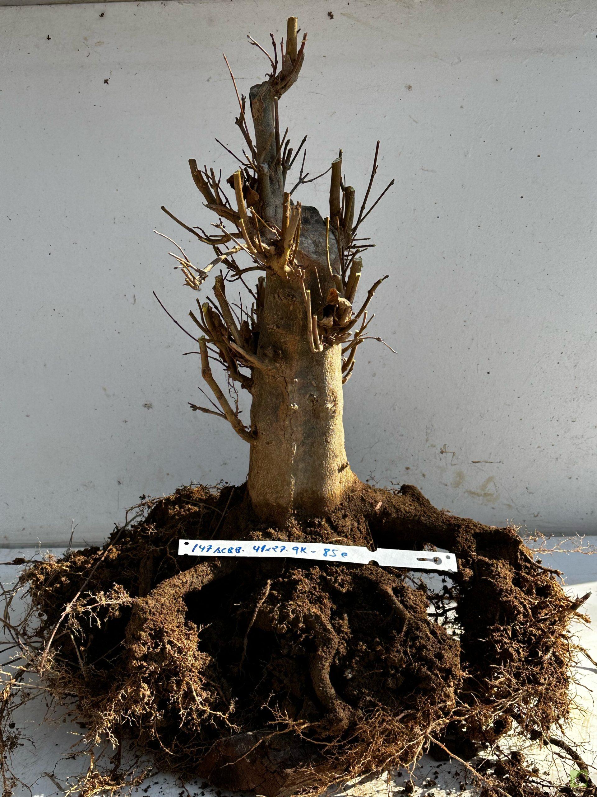 Processed with MOLDIV