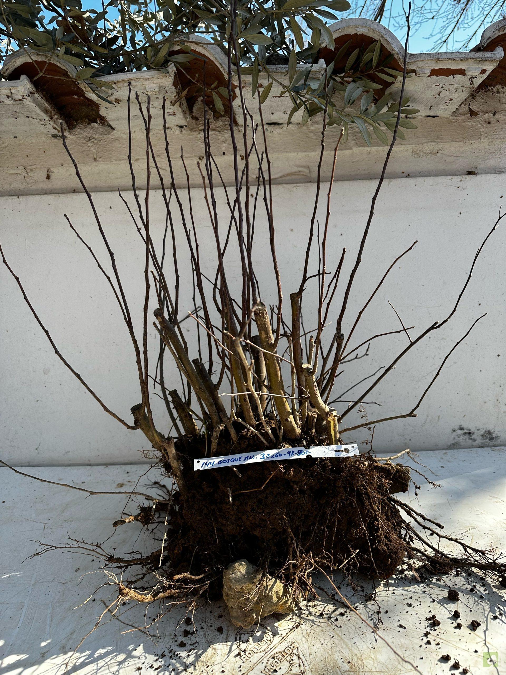 Processed with MOLDIV