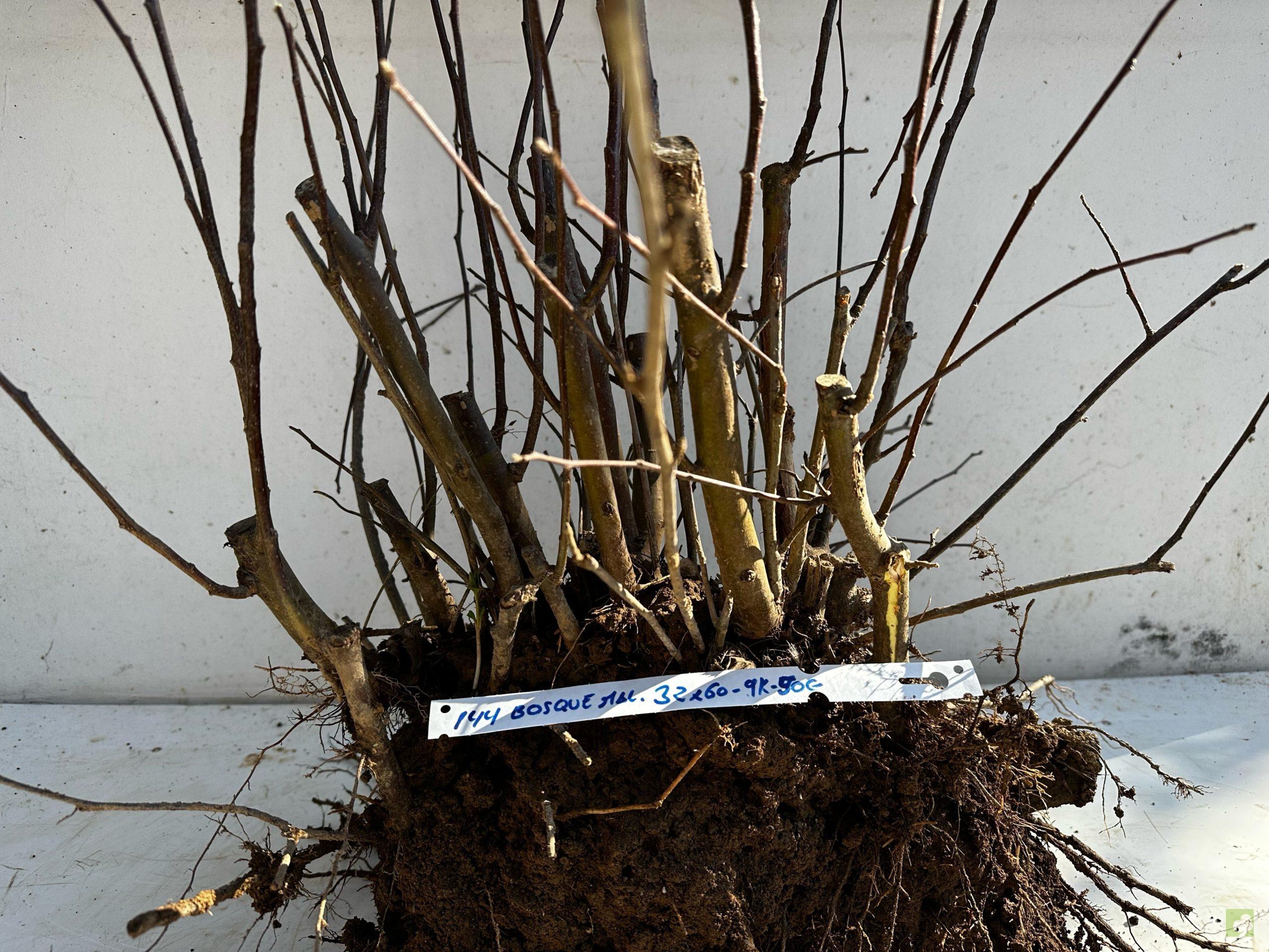 Processed with MOLDIV