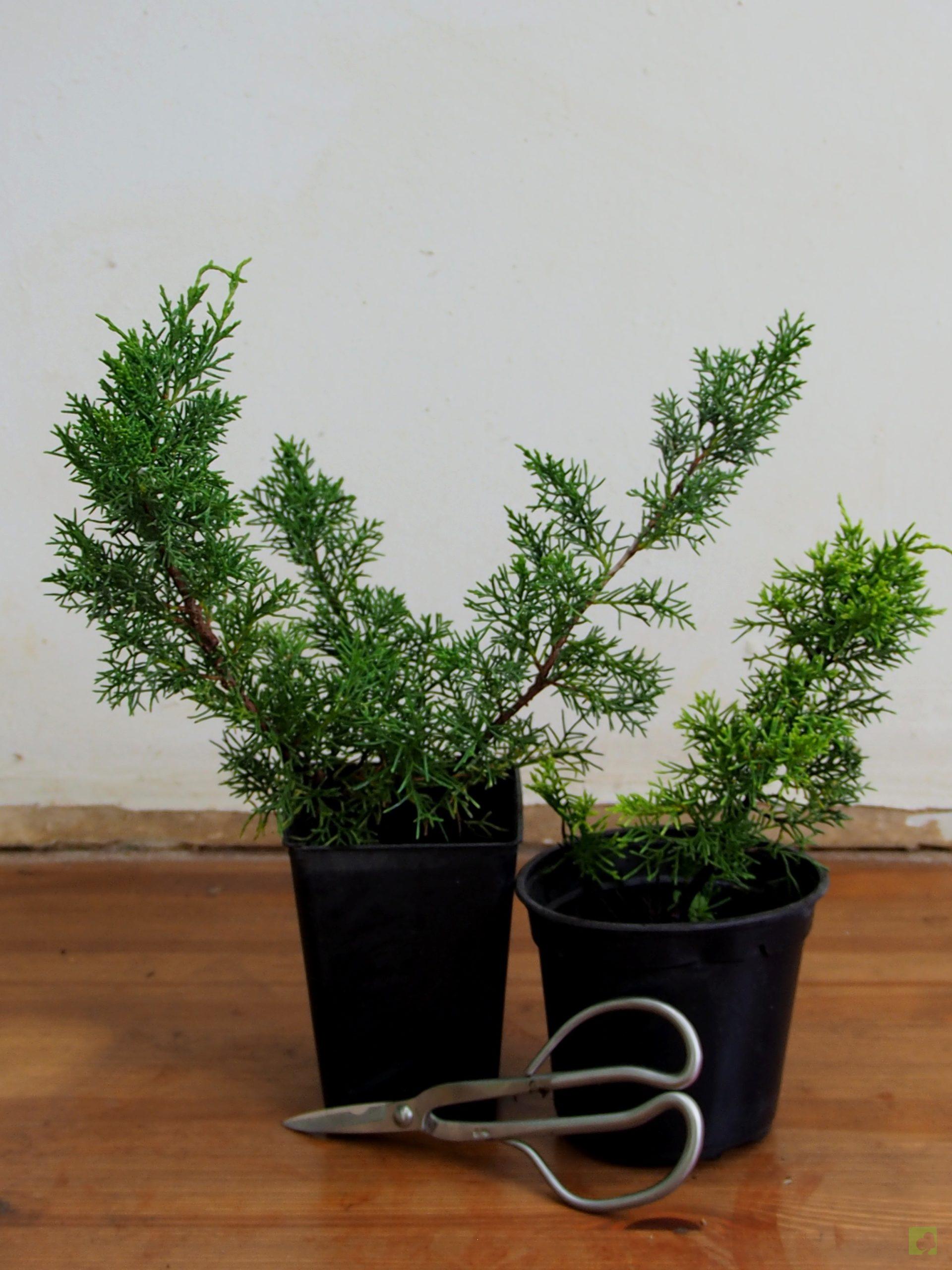 Processed with MOLDIV