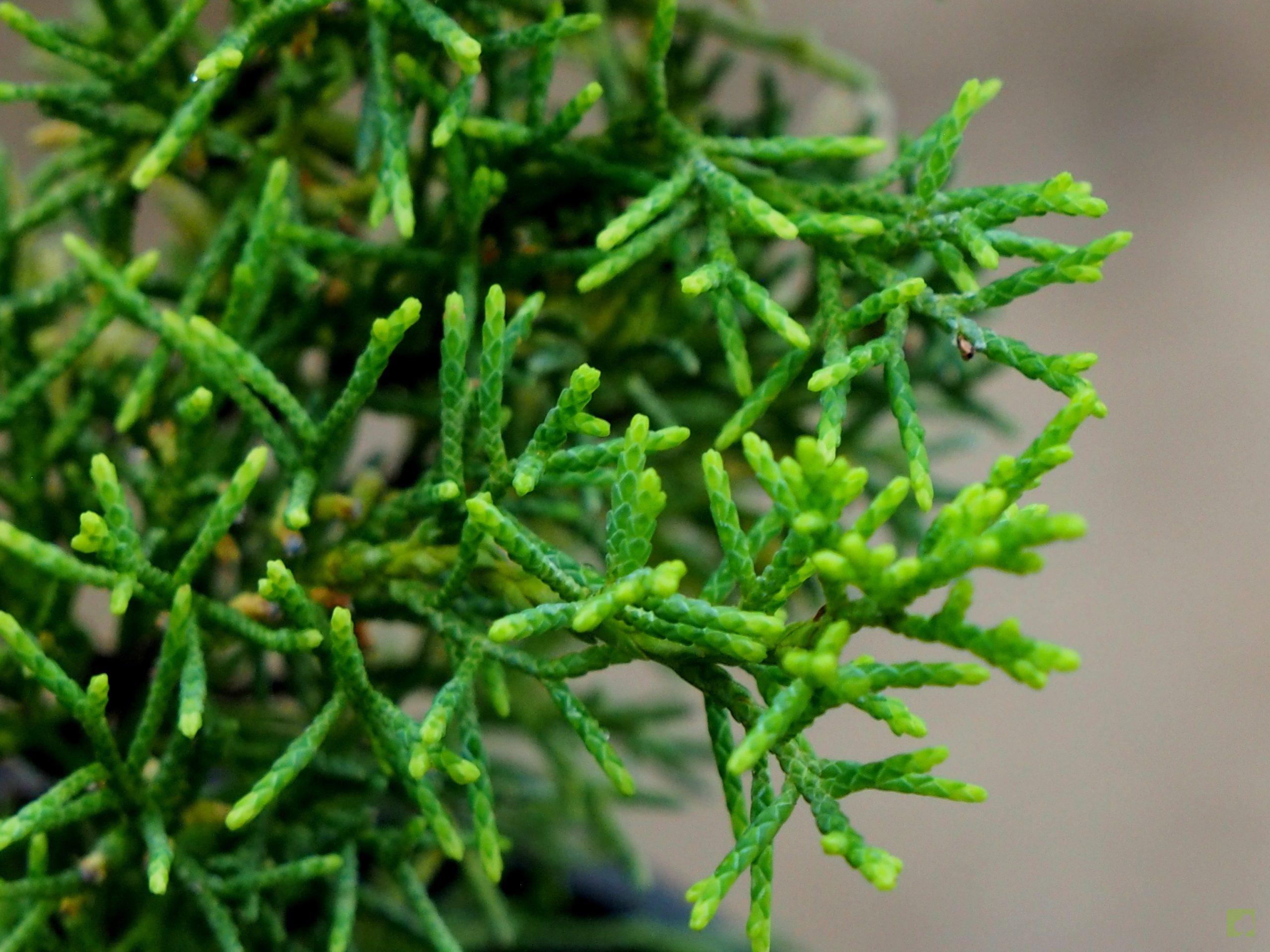 Processed with MOLDIV