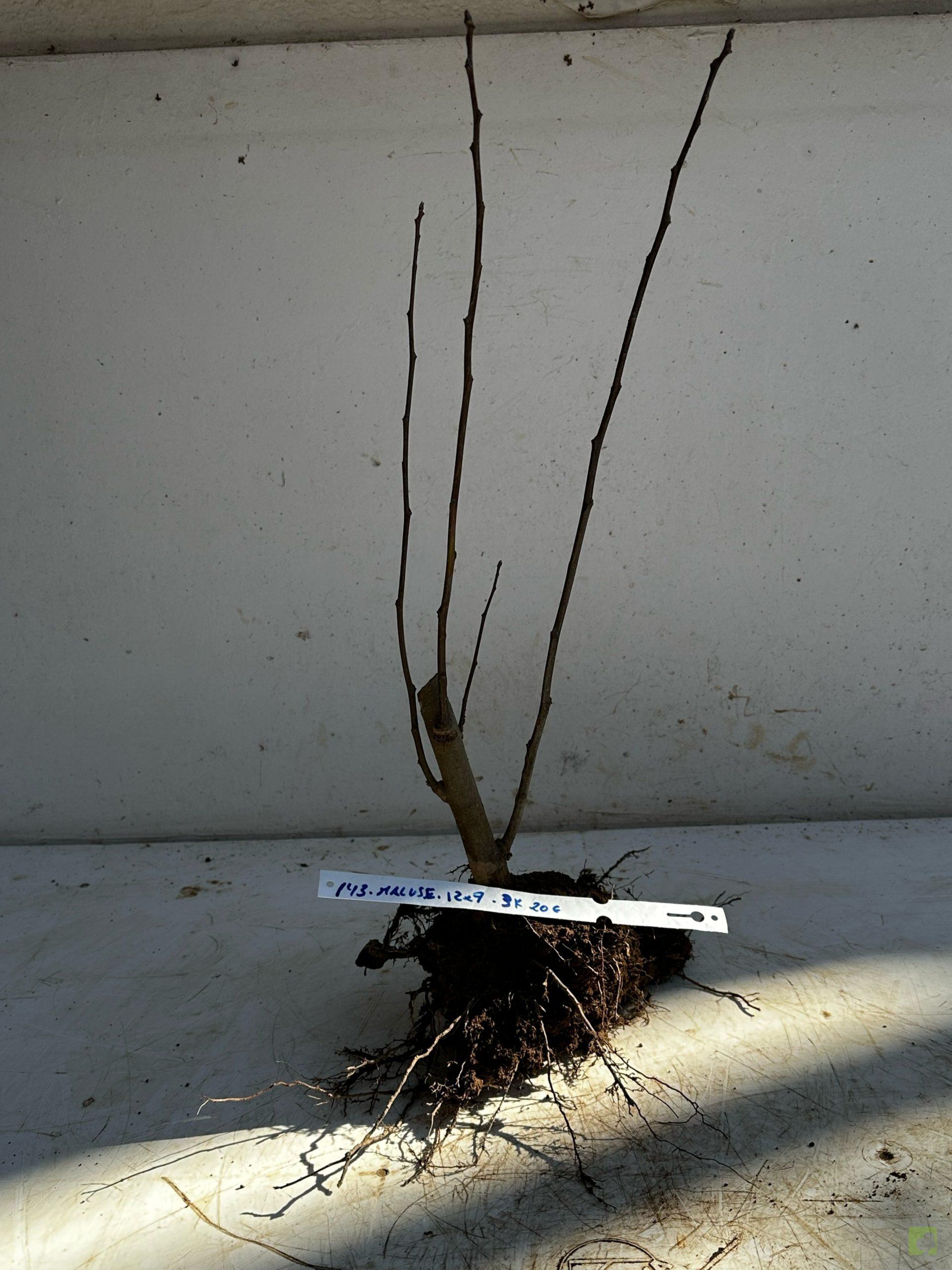 Processed with MOLDIV