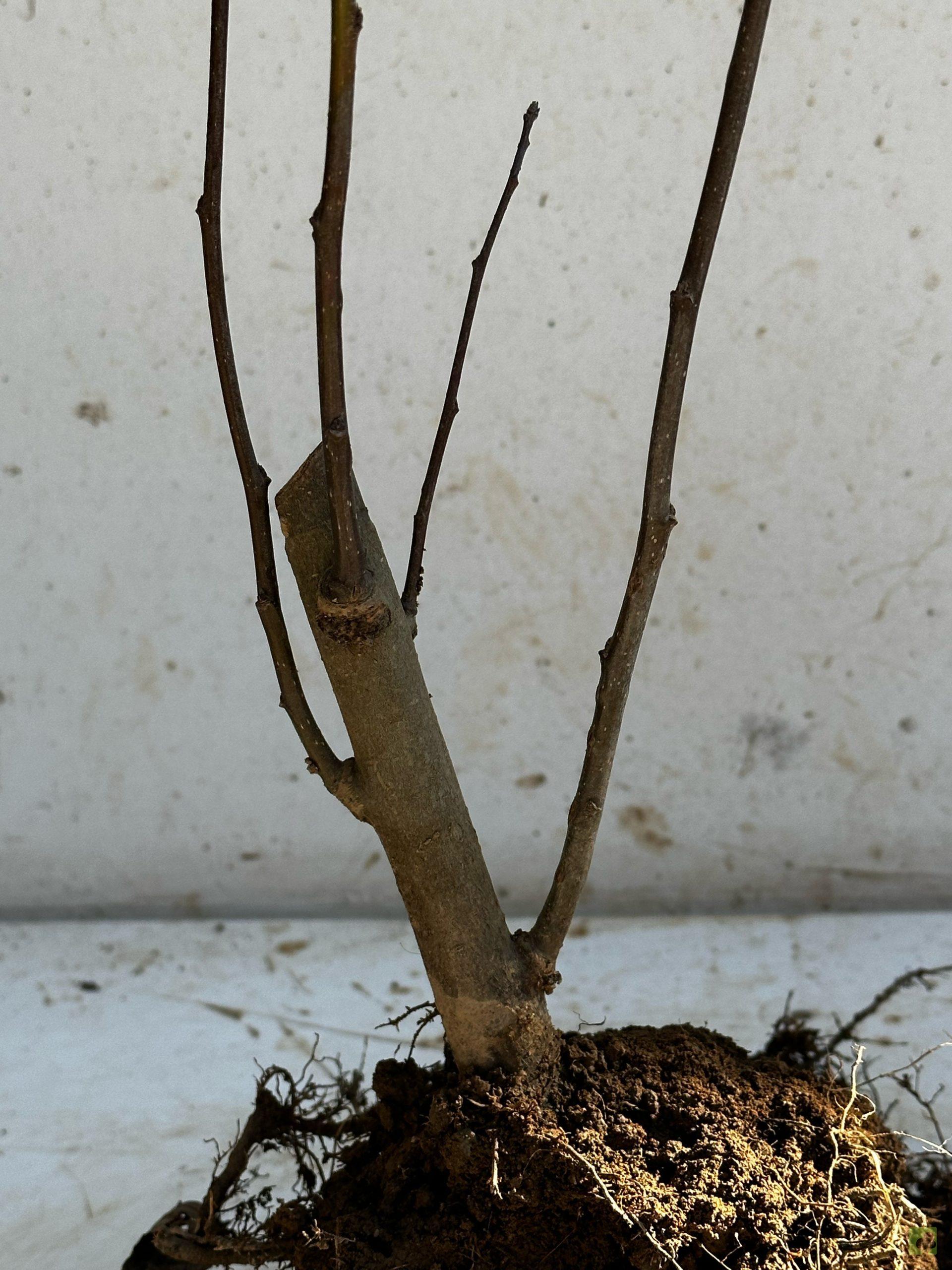 Processed with MOLDIV