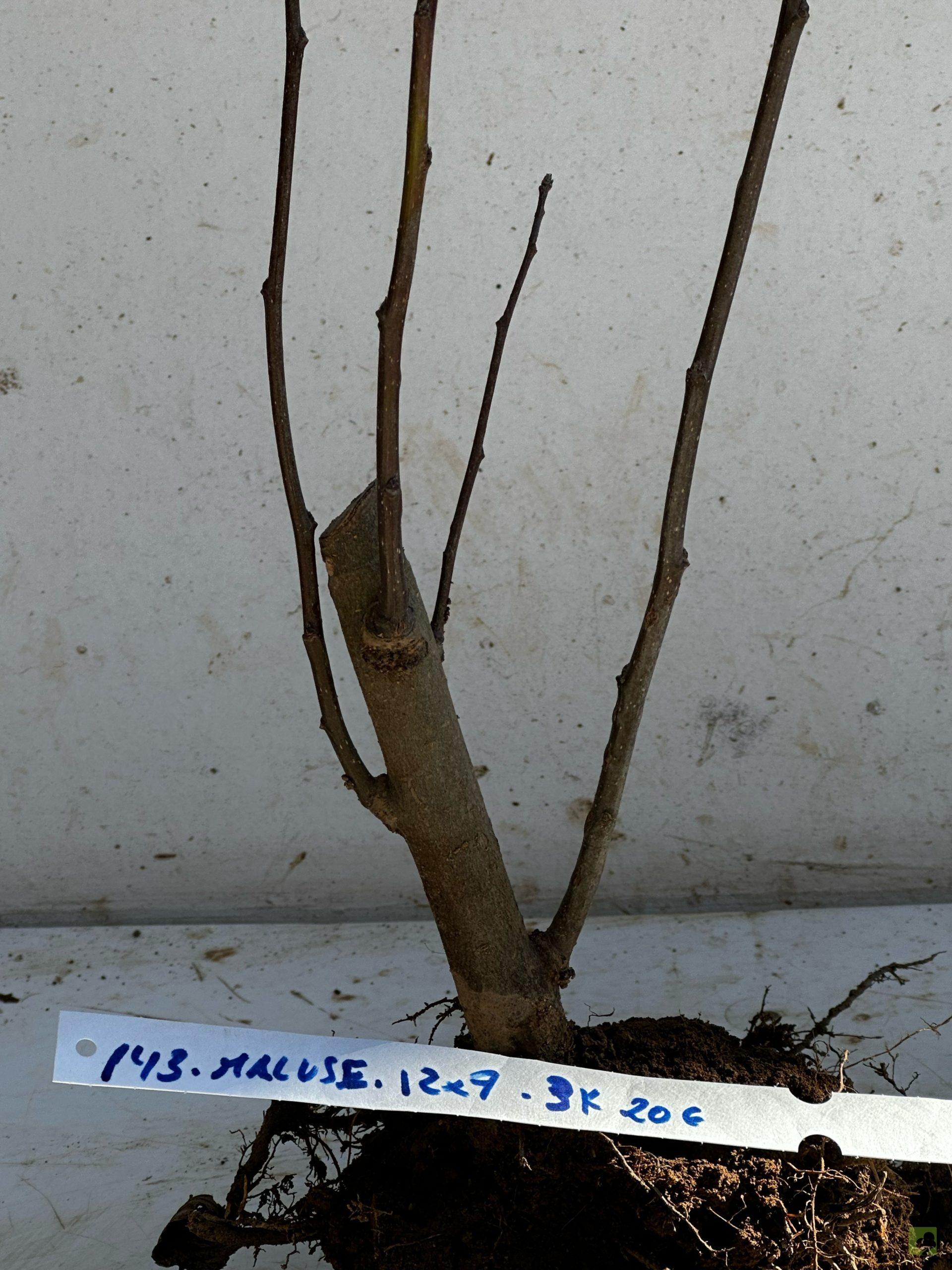 Processed with MOLDIV