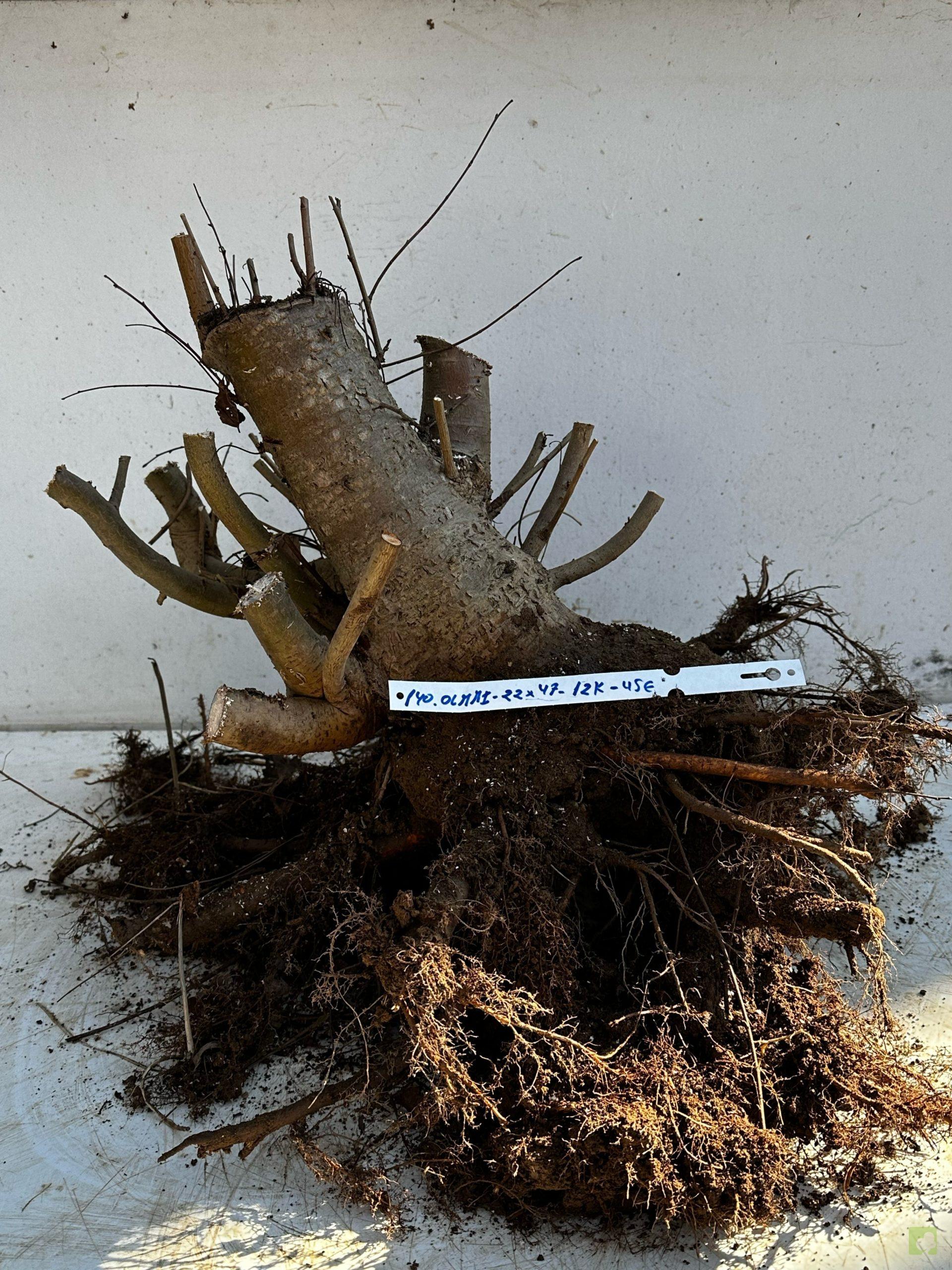 Processed with MOLDIV