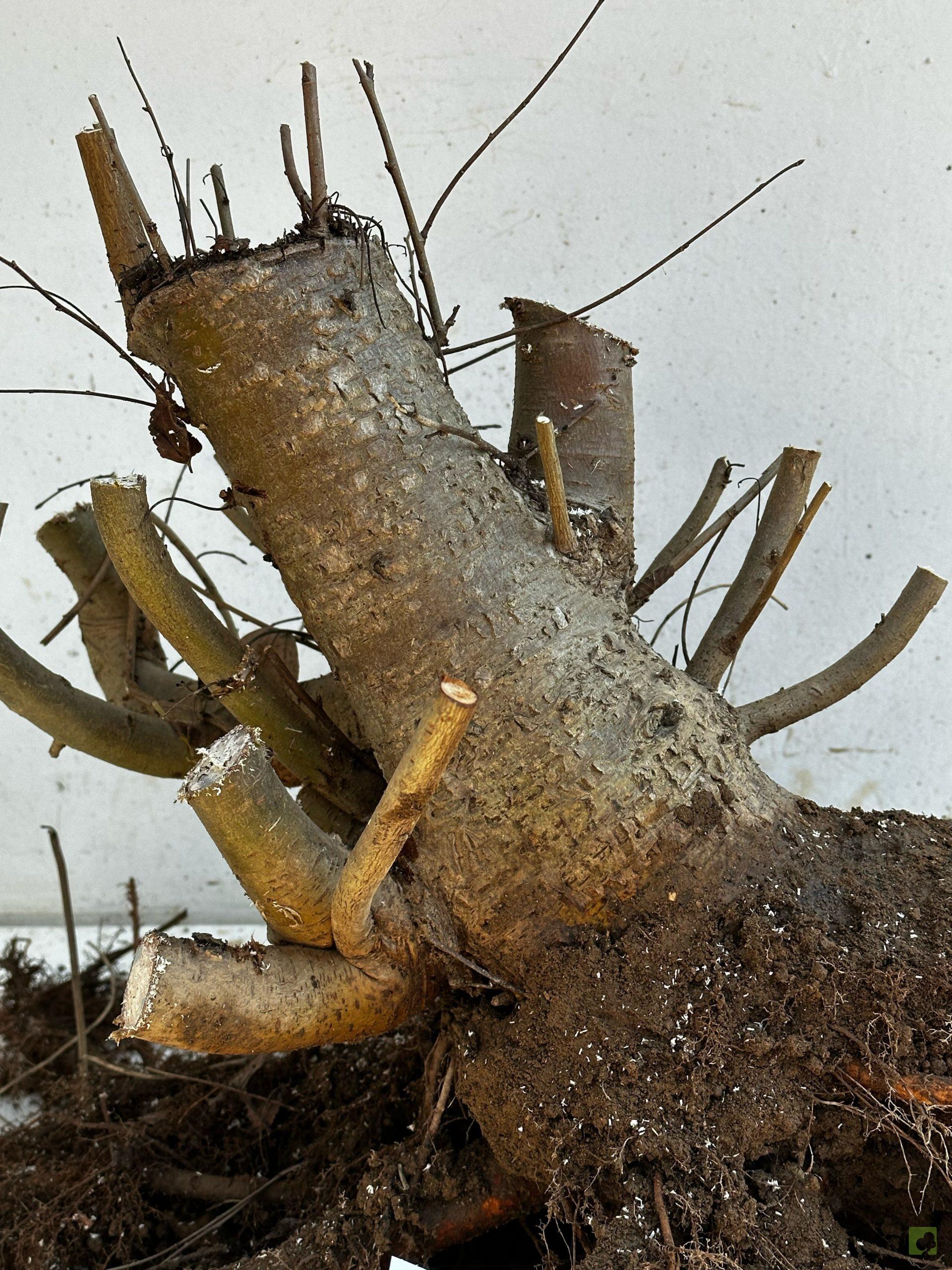 Processed with MOLDIV