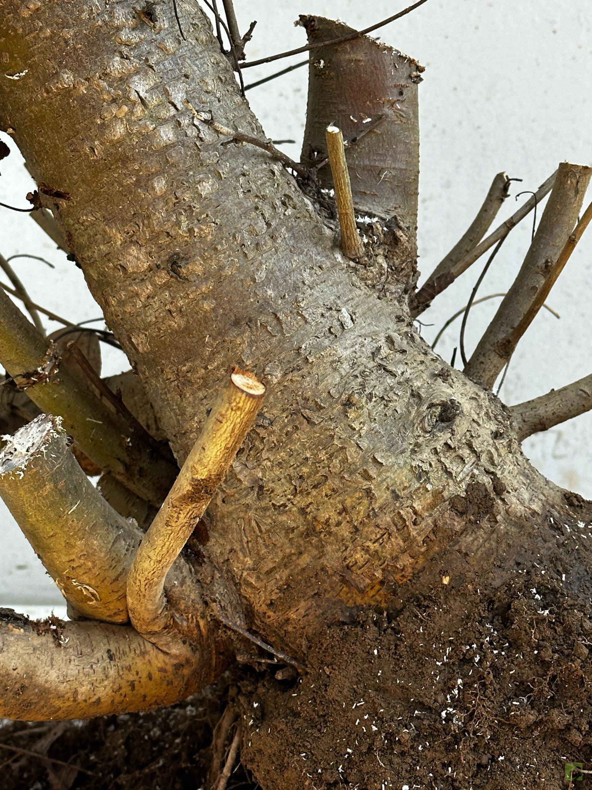 Processed with MOLDIV