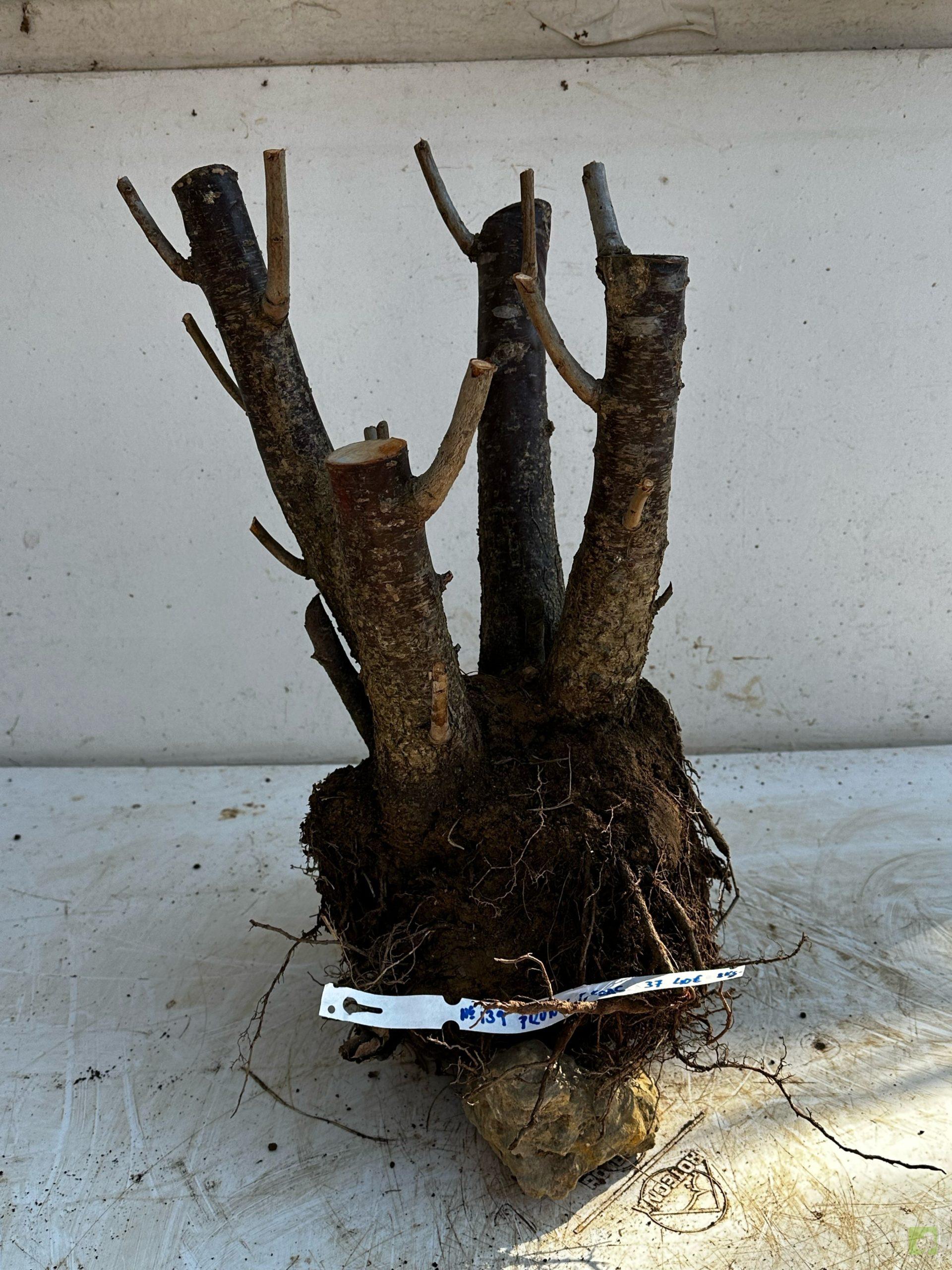 Processed with MOLDIV