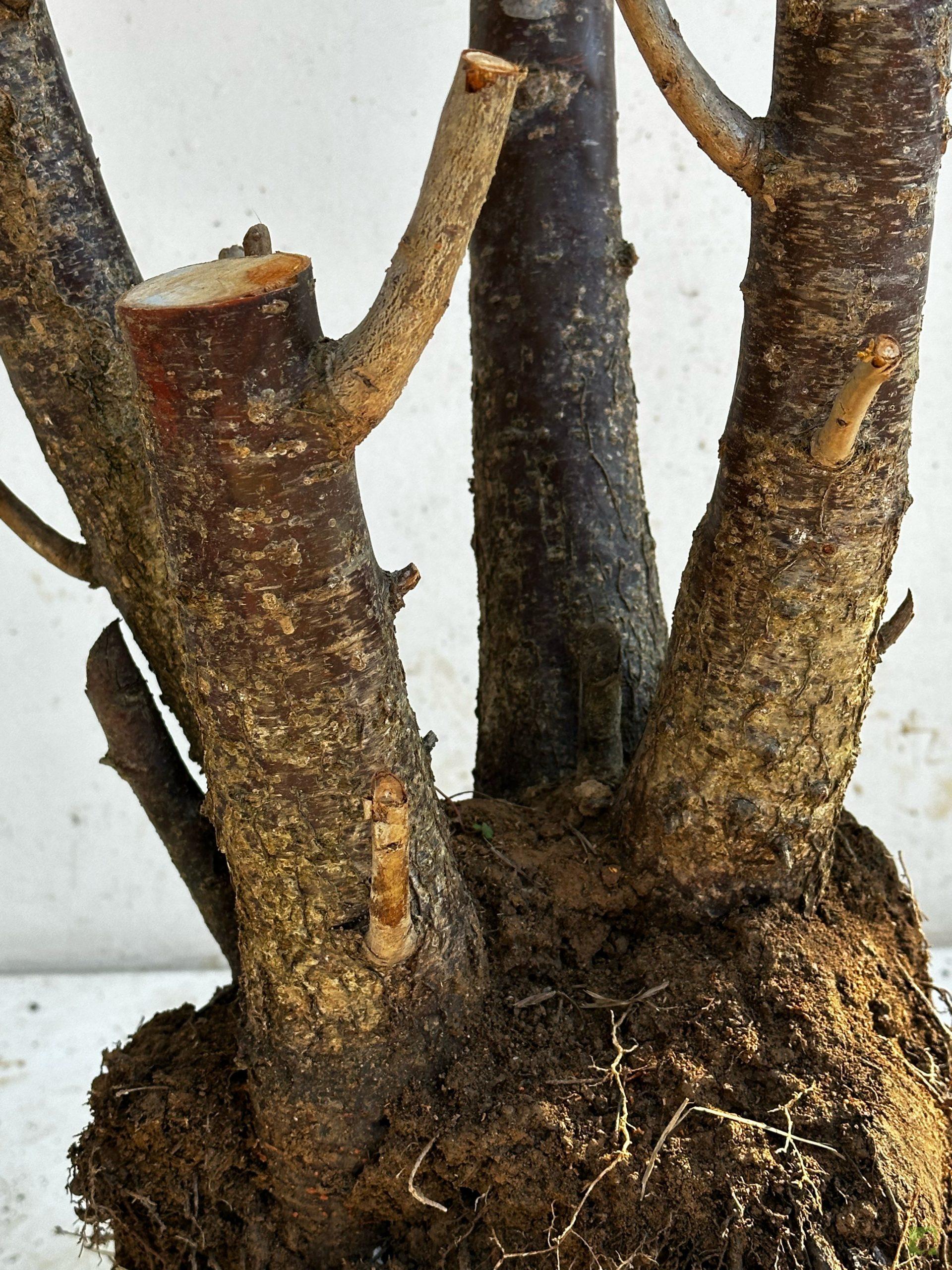 Processed with MOLDIV