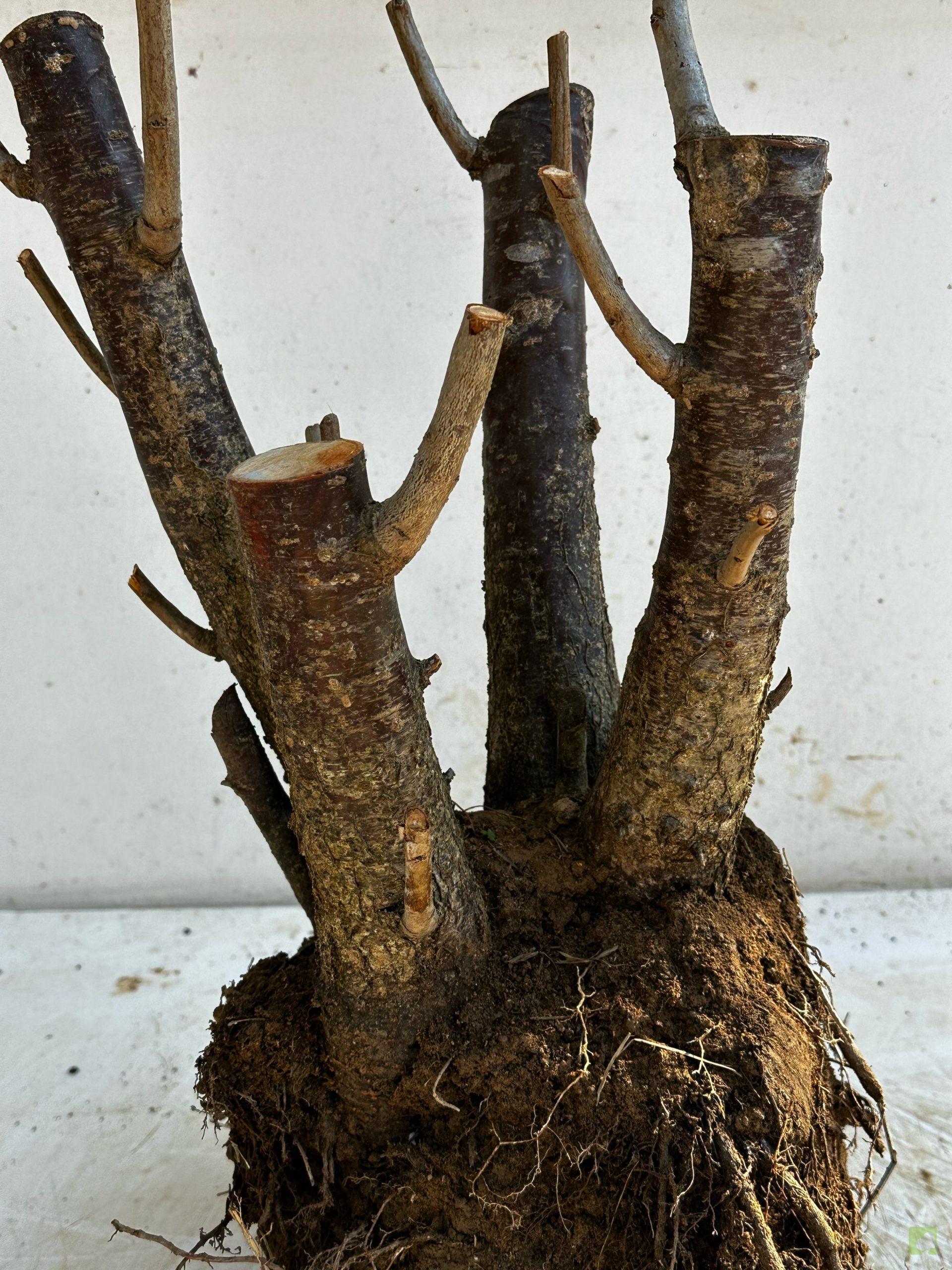 Processed with MOLDIV