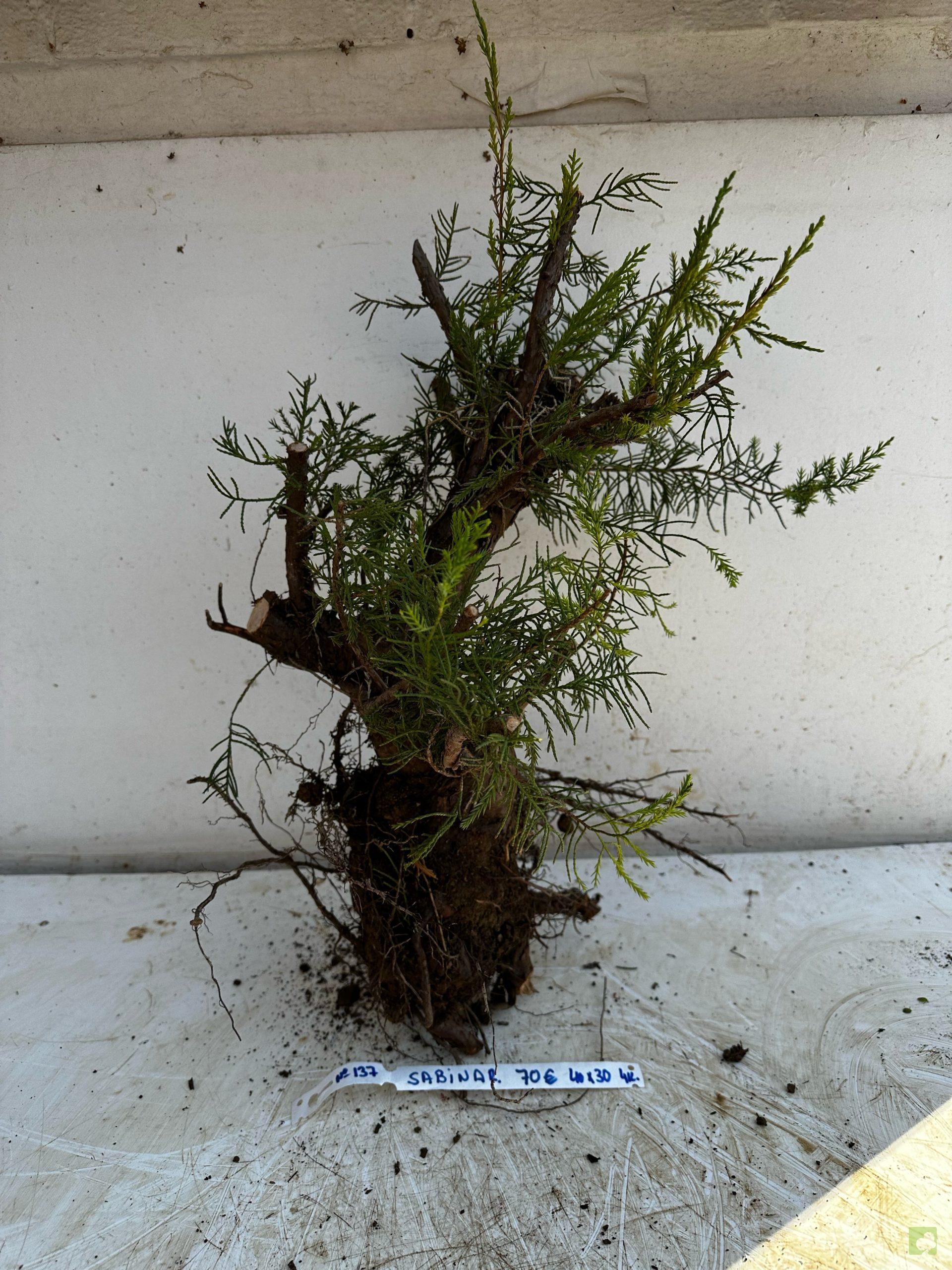 Processed with MOLDIV