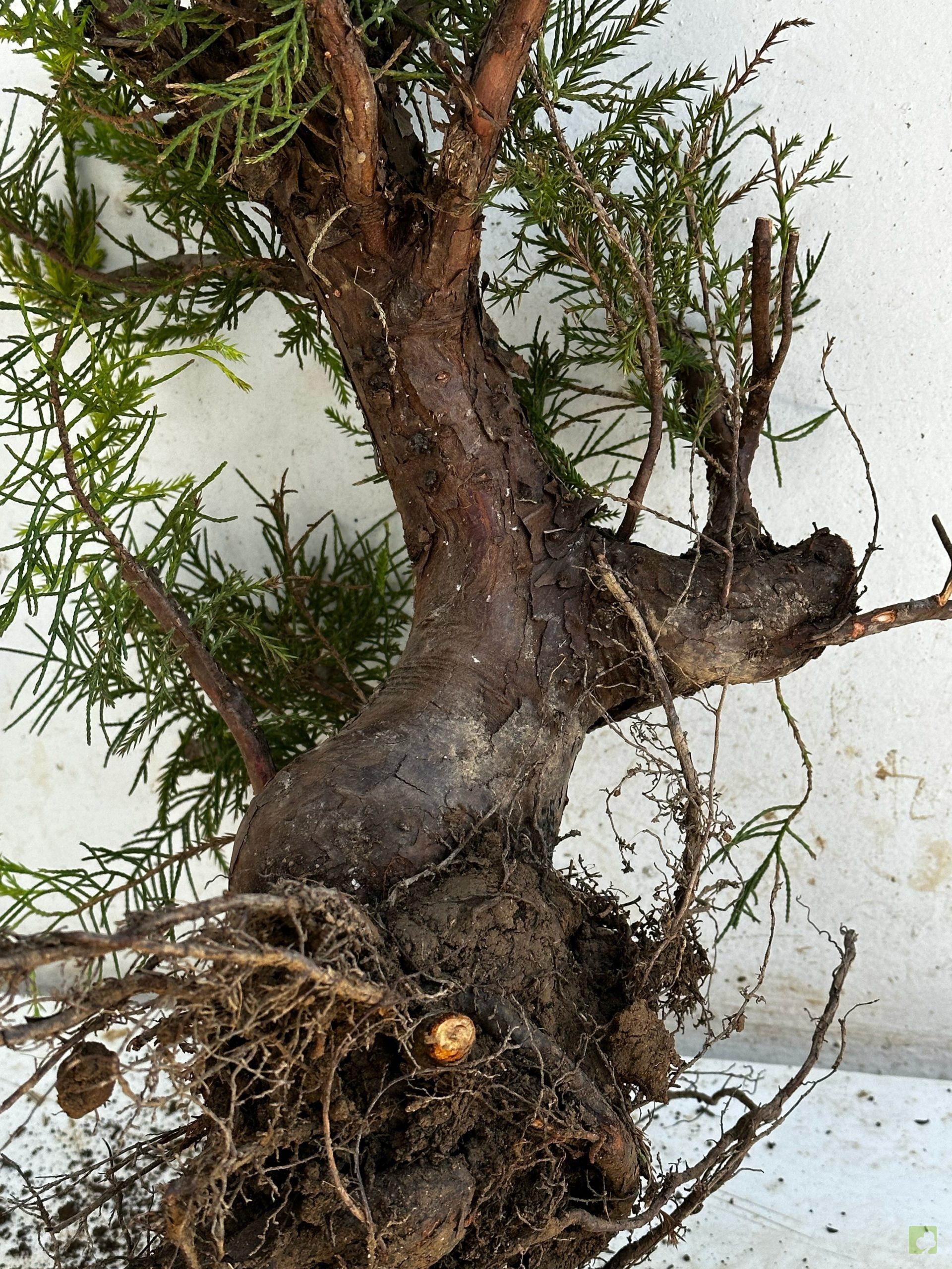 Processed with MOLDIV