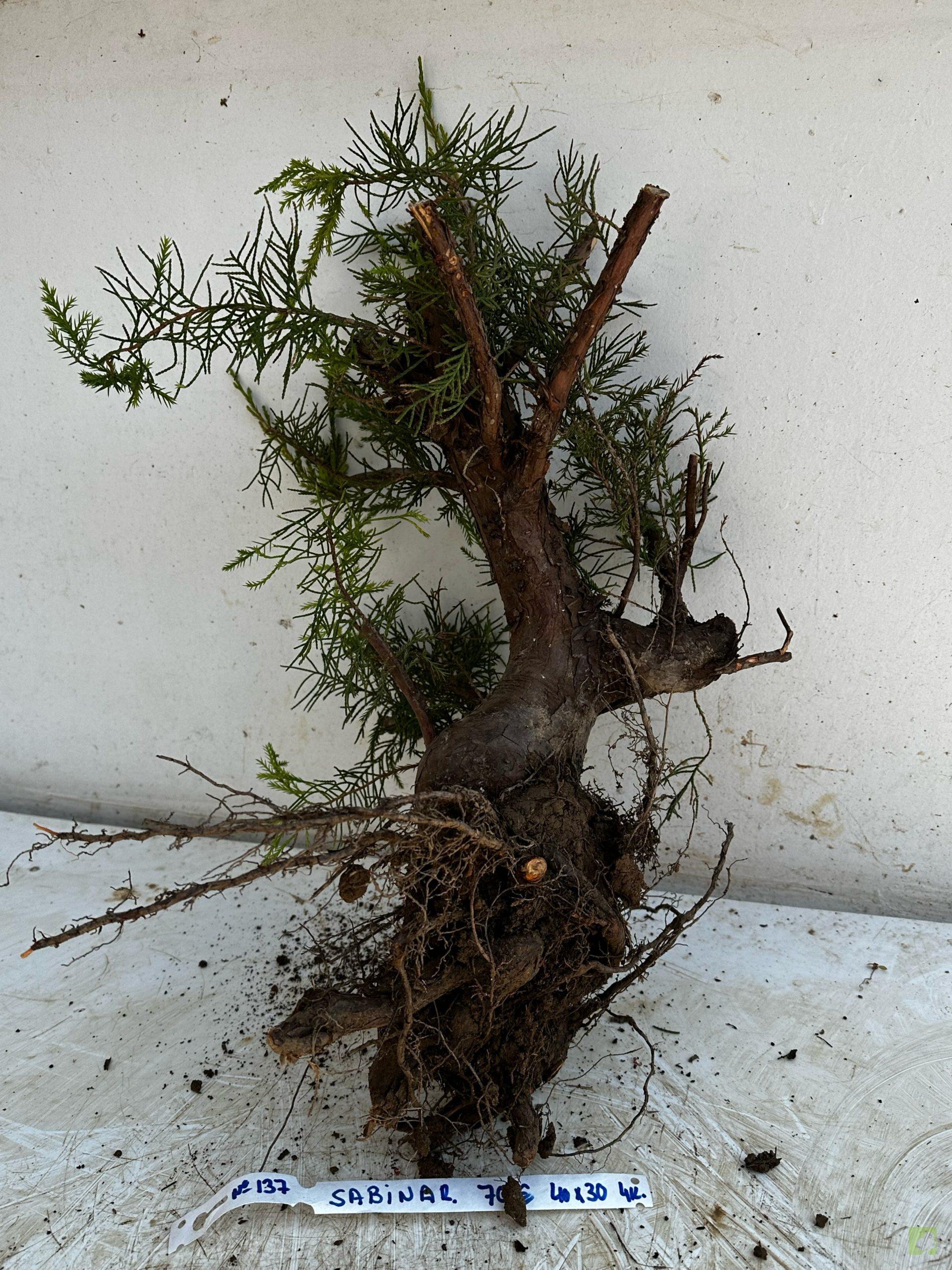 Processed with MOLDIV