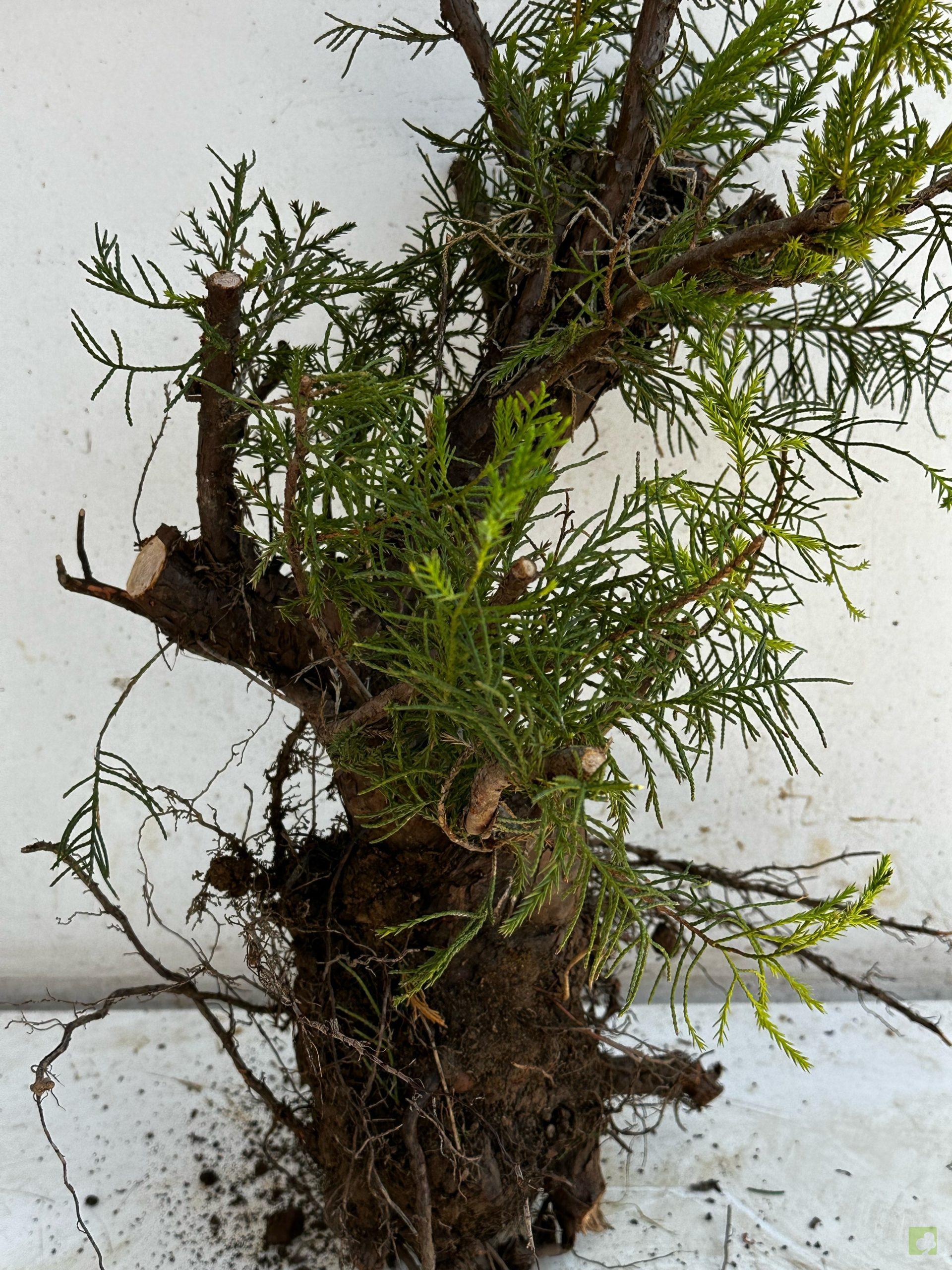 Processed with MOLDIV