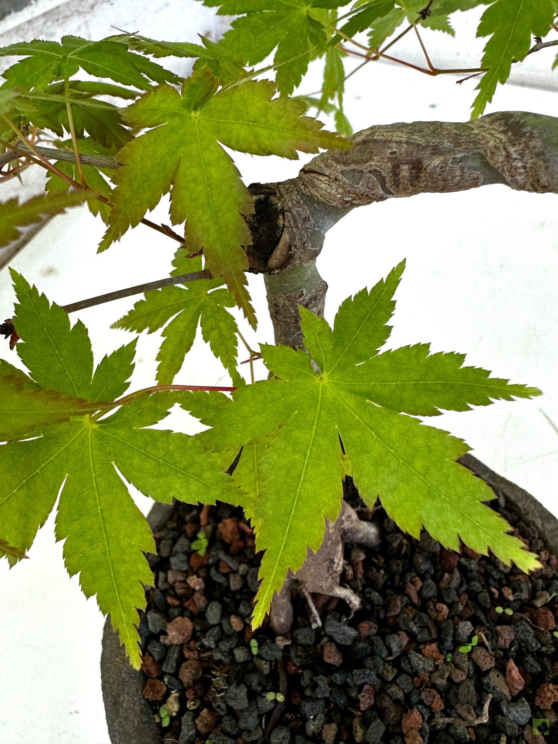 Processed with MOLDIV